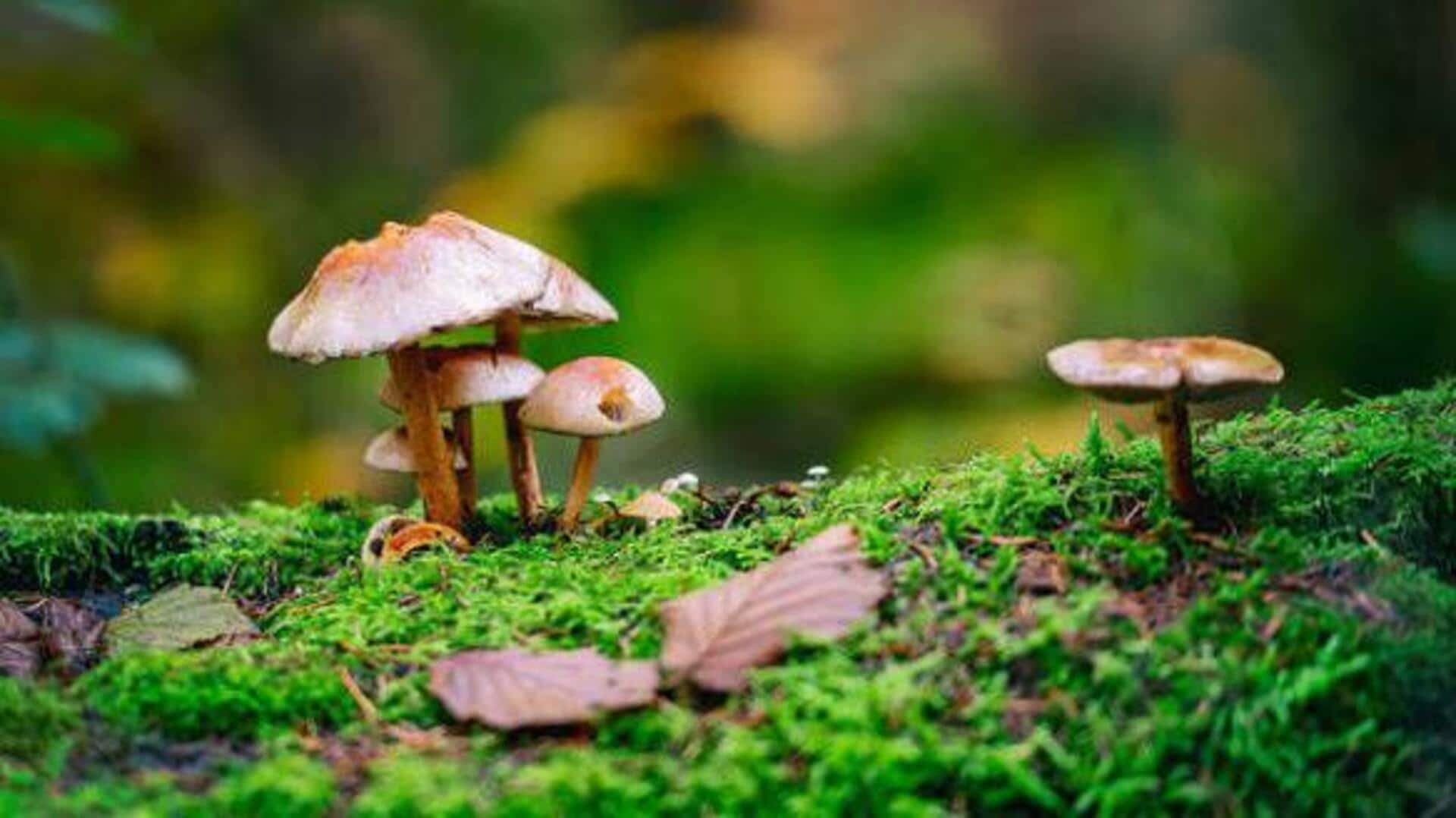 5 immunity-boosting mushrooms to add to your diet 