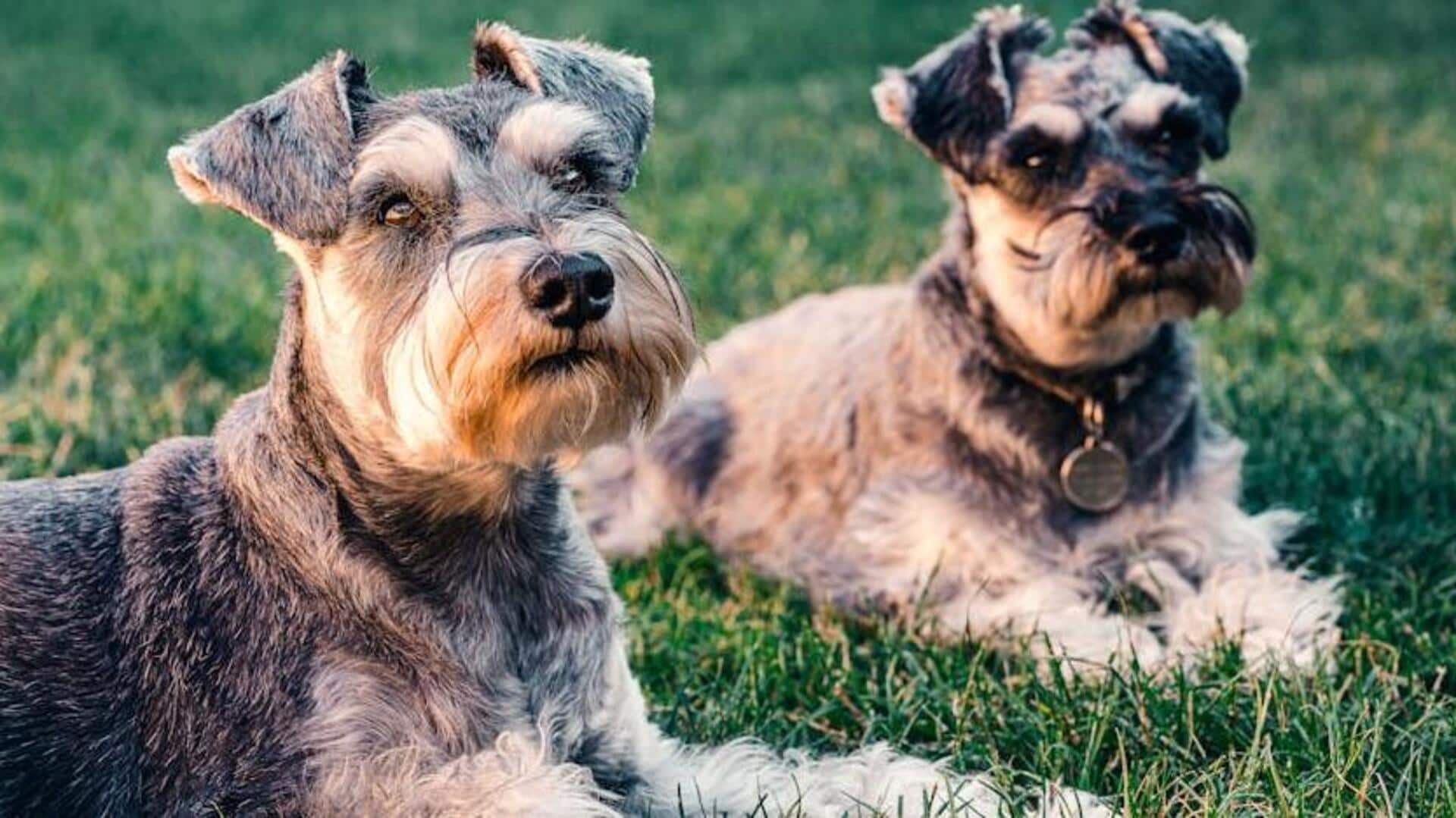 Miniature Schnauzer beard grooming tips