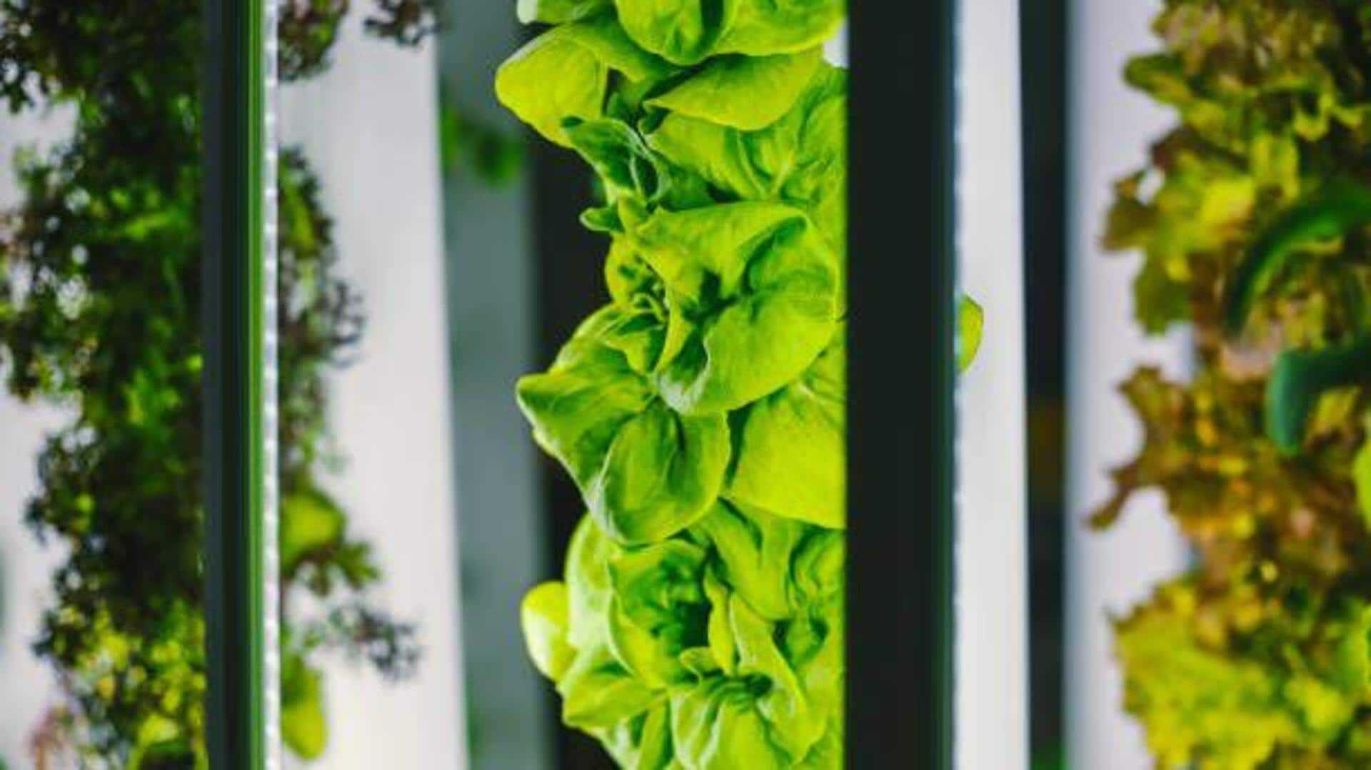 Economical DIY home aeroponics system in Africa