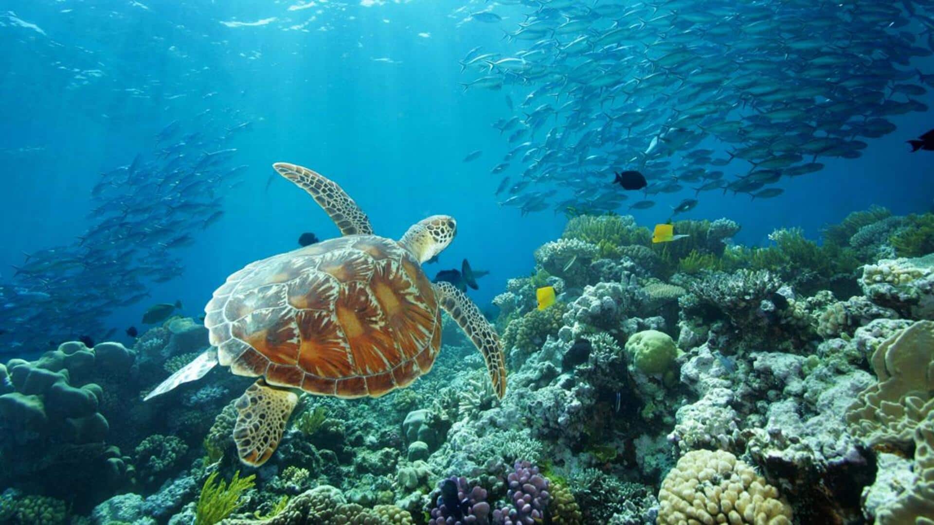 Australia's Great Barrier Reef suffers worst-ever coral decline: Report Australia's Great Barrier Reef suffers worst-ever coral decline: Report