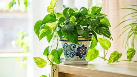 How to protect your plants from pests naturally