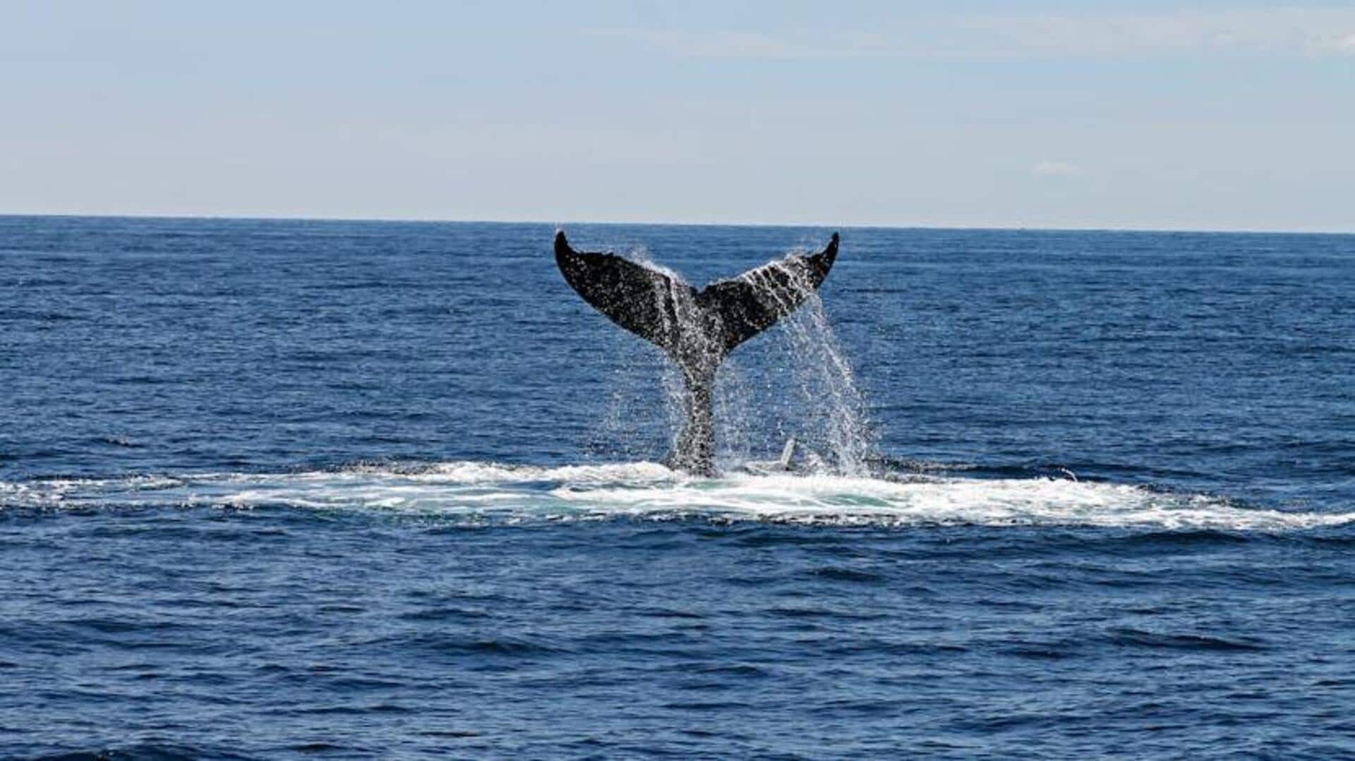 Cape Town's whale-watching season guide
