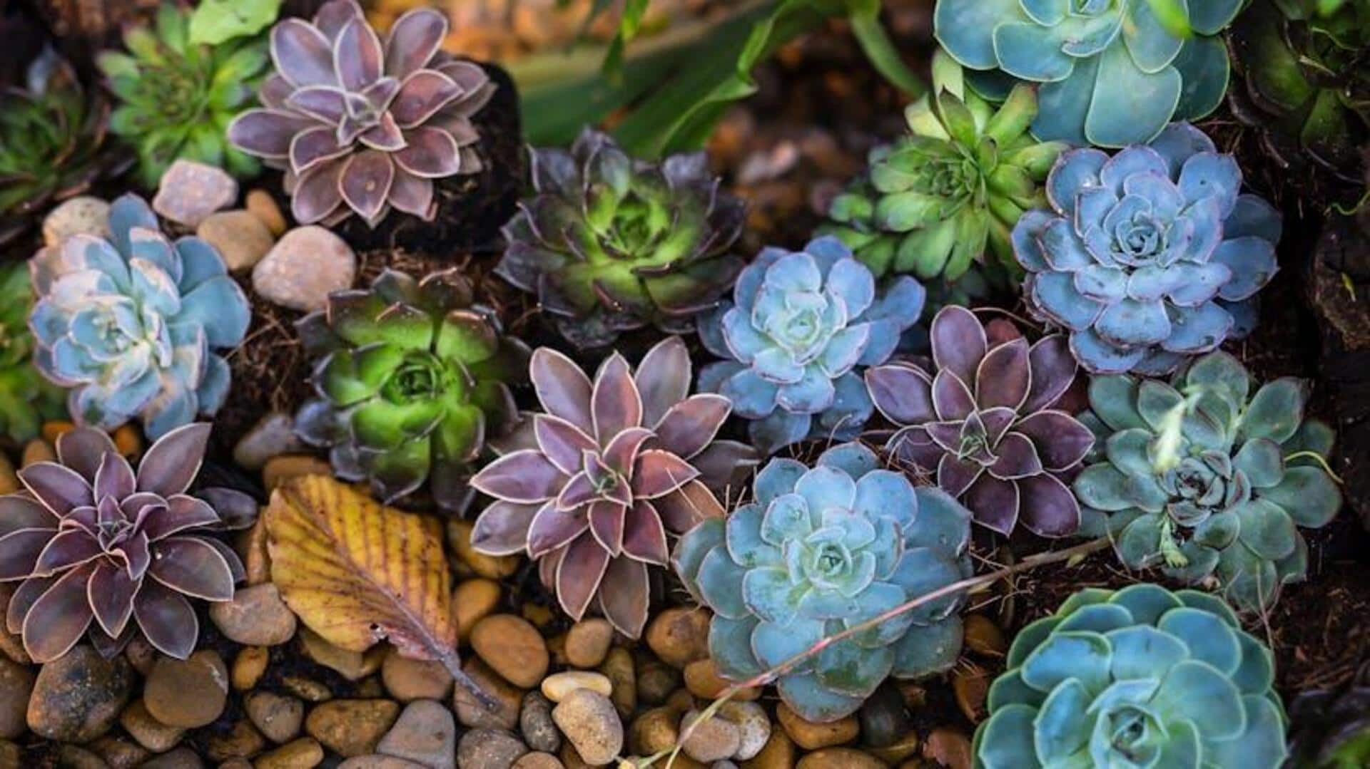5 succulents that need little attention 5 succulents that need little attention