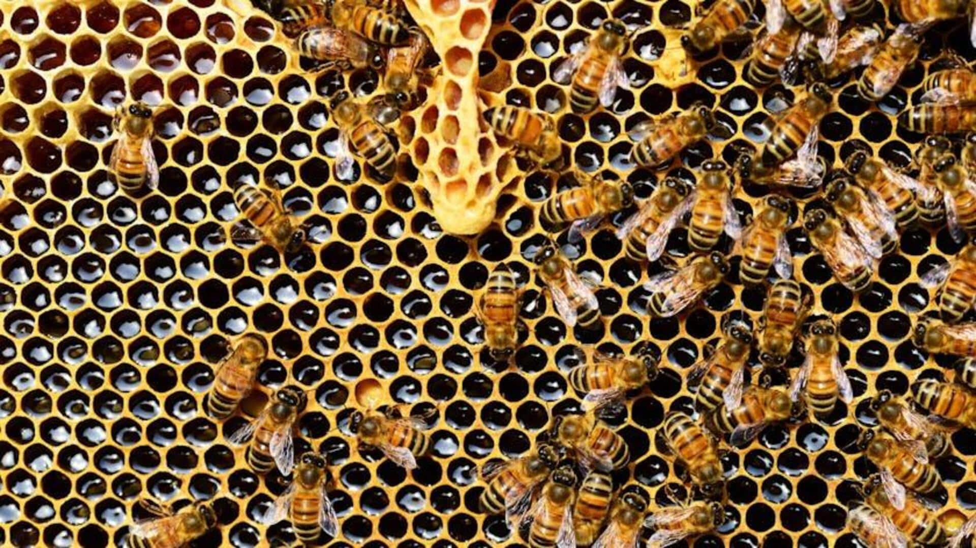 Low-cost urban beekeeping in Africa