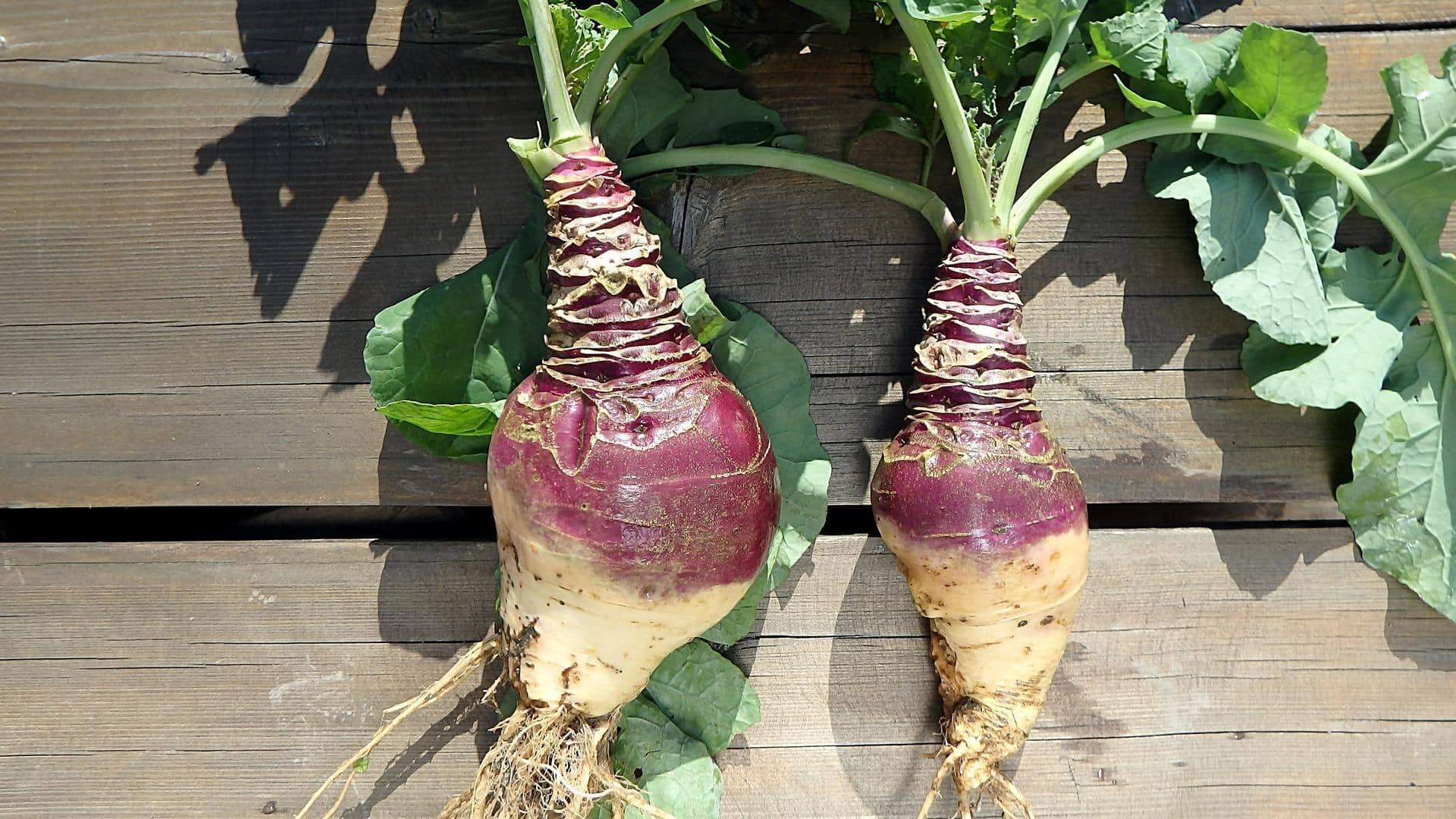 Rutabaga: 5 ways to use this vegetable in dishes