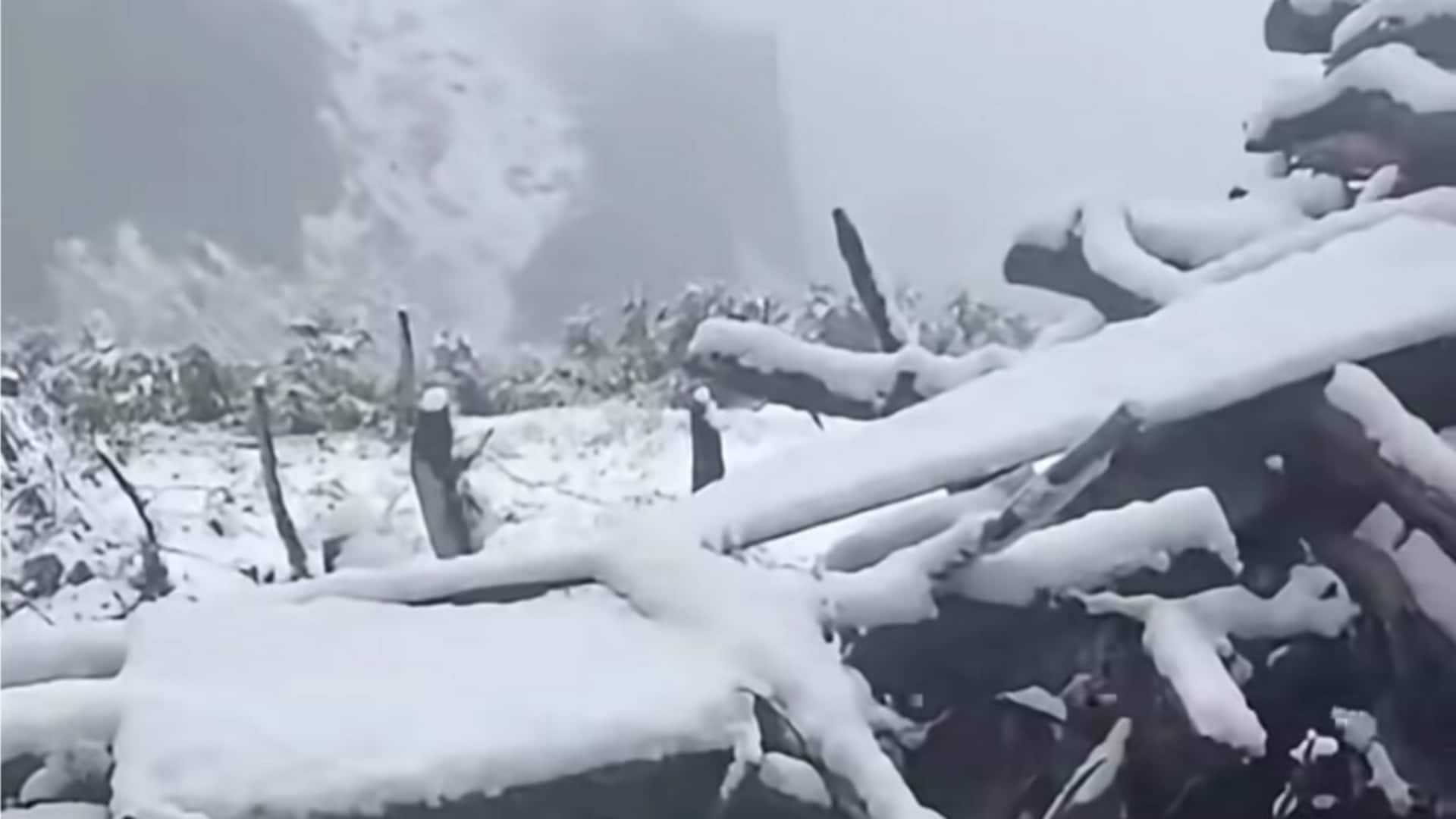 Himachal's Kinnaur records season's 1st snowfall, North India cools down