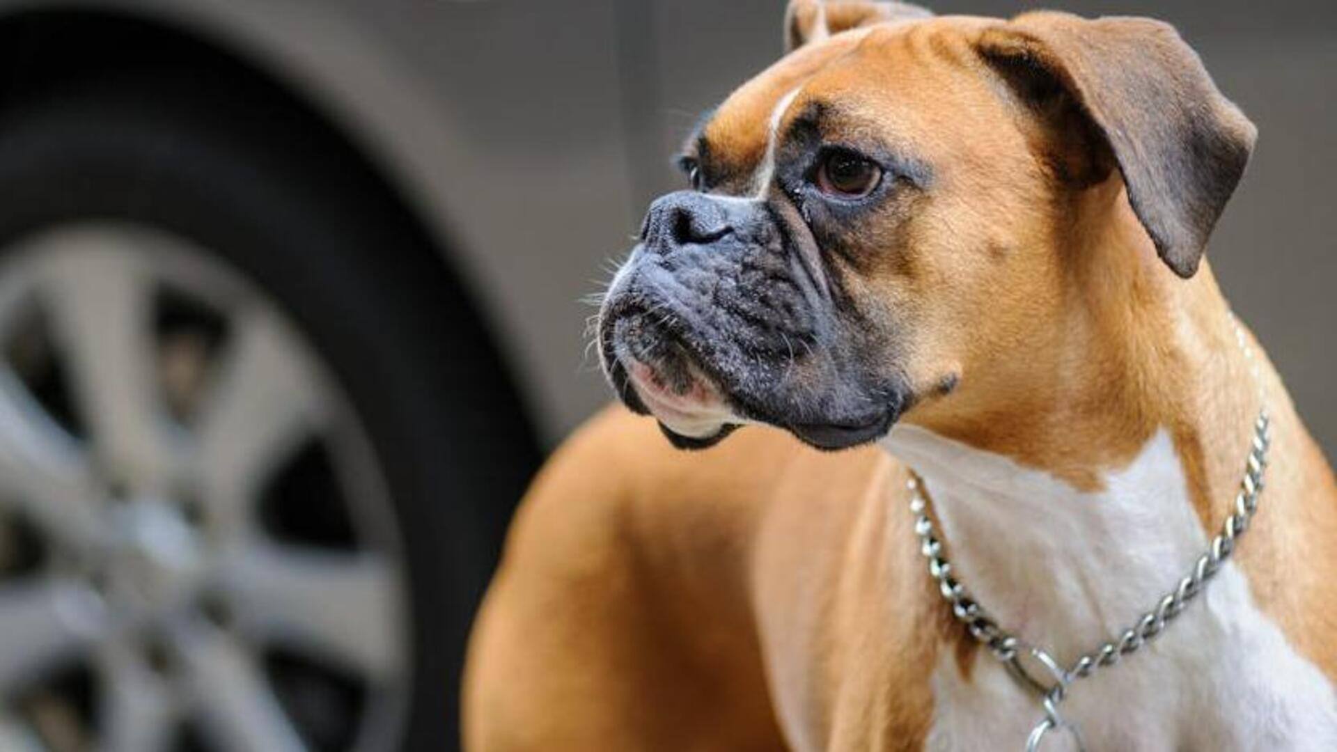 Ensure your Boxer's good health with these care tips