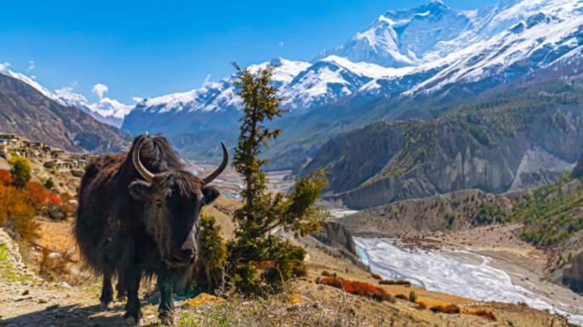 Yak treks: A unique way to explore the Himalayas Yak treks: A unique way to explore the Himalayas
