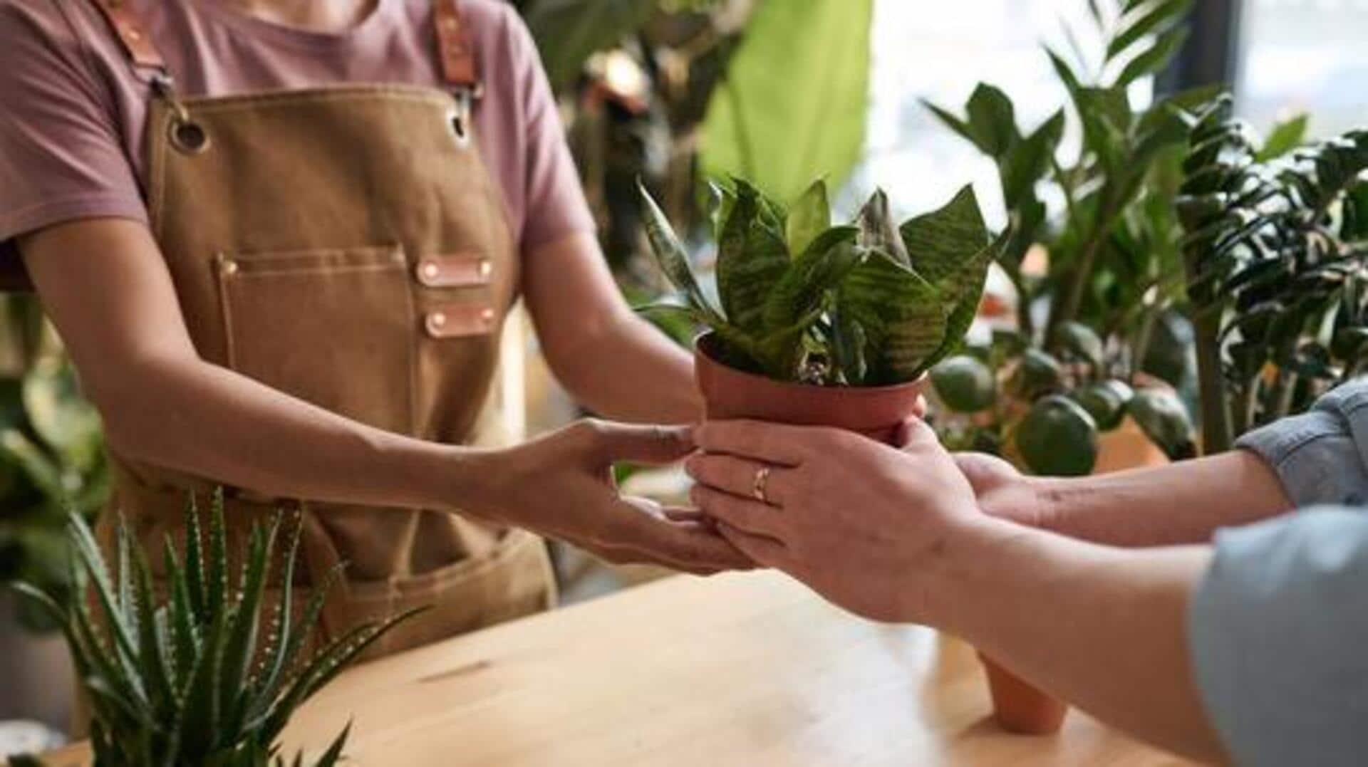 Buying a houseplant? Do these health checks first