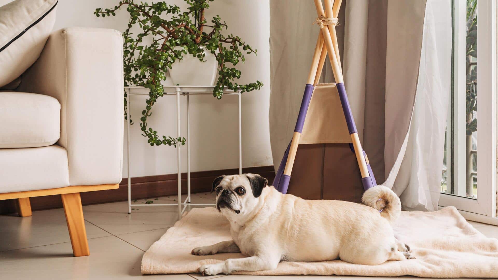 Create the perfect relaxing space for your dog