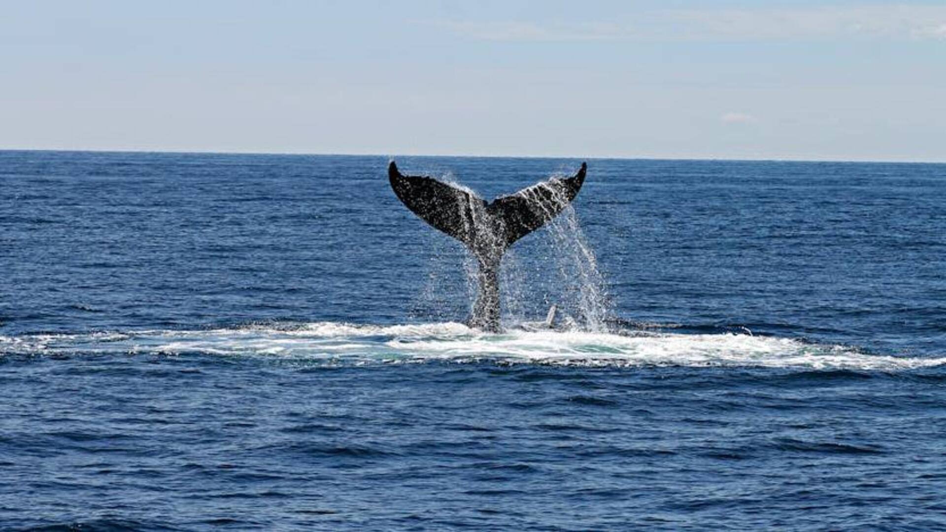Head over to Cape Town's whale-watching escapes