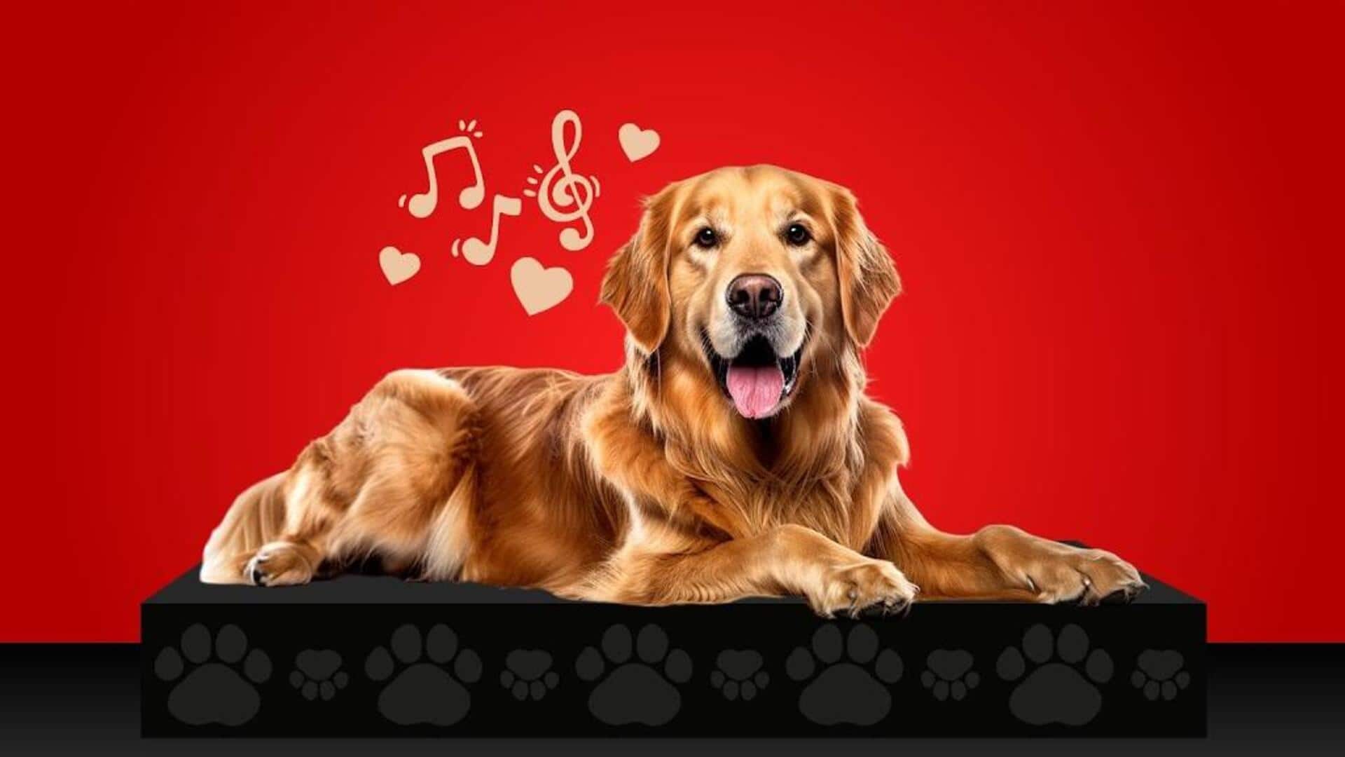 Convert your pet's sounds into playful music tracks with AI