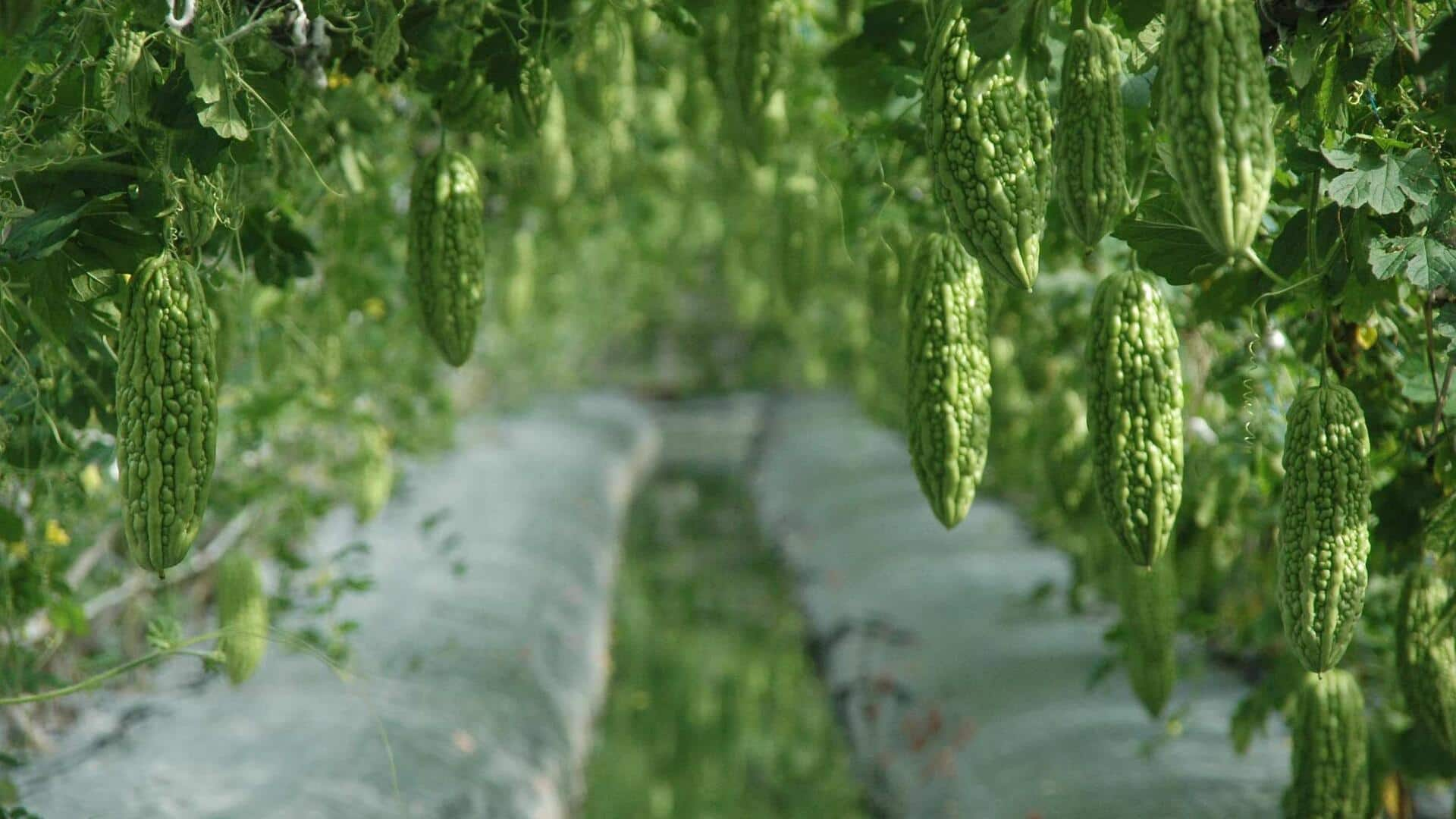 Growing crisp bitter melon in sunlit porches: A guide