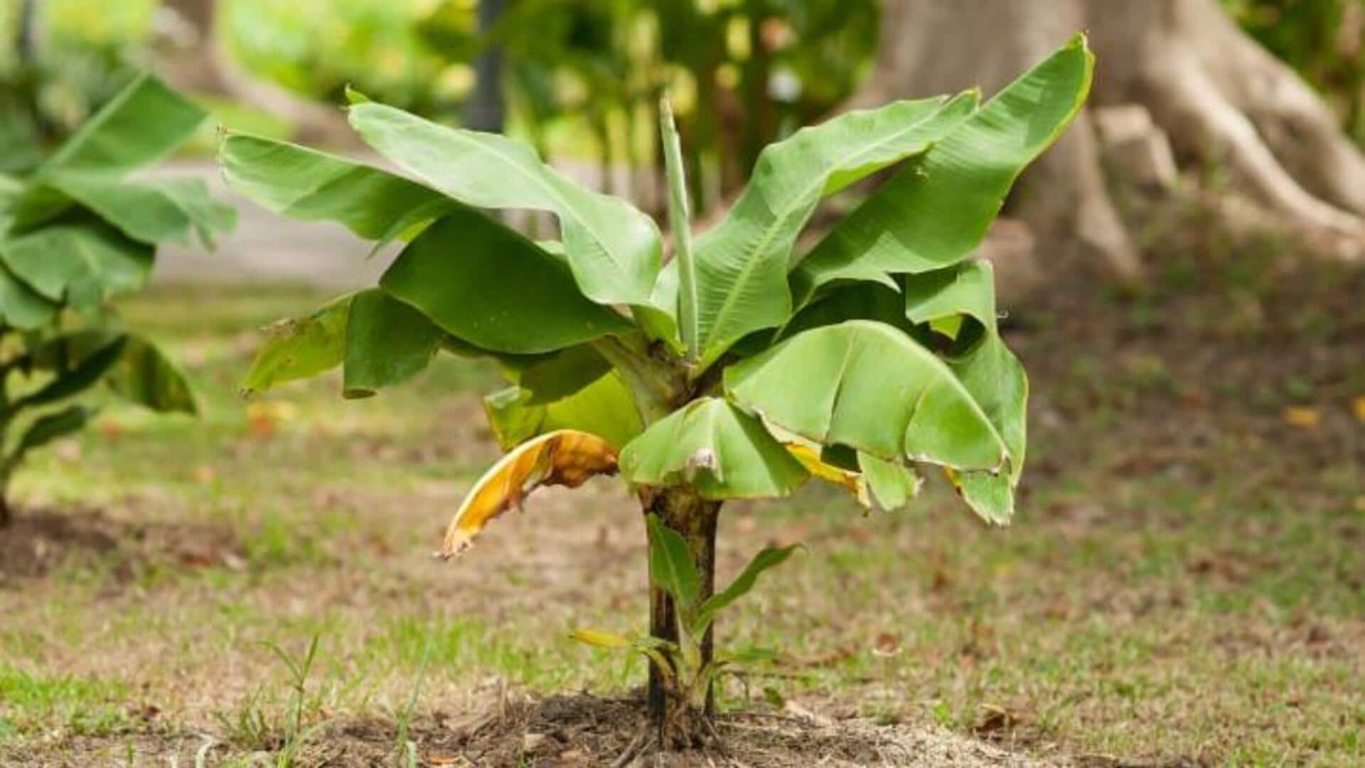How to grow dwarf banana plants at home How to grow dwarf banana plants at home