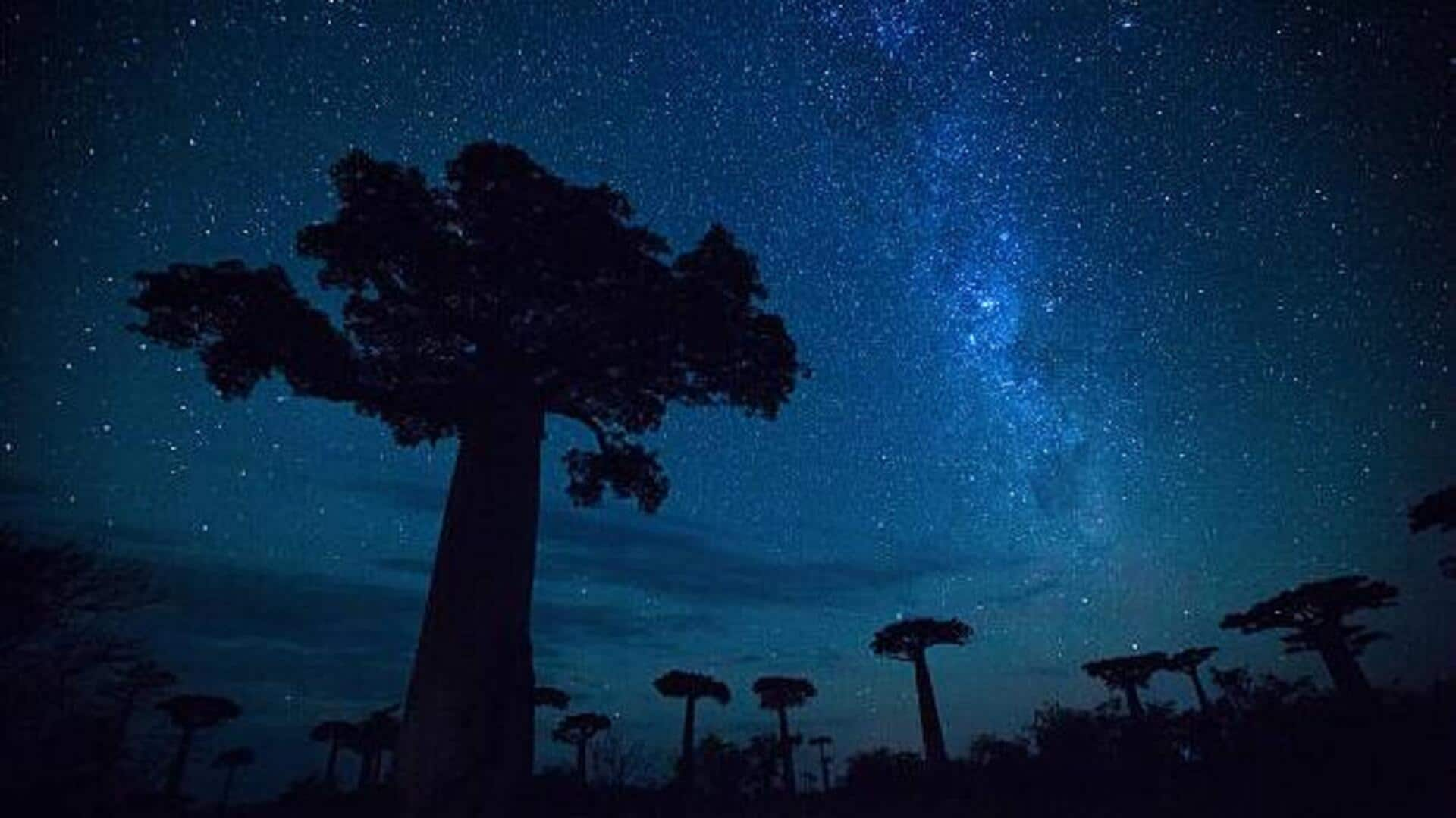 Starry skies and wildlife: Why overnight safaris are a must-try 