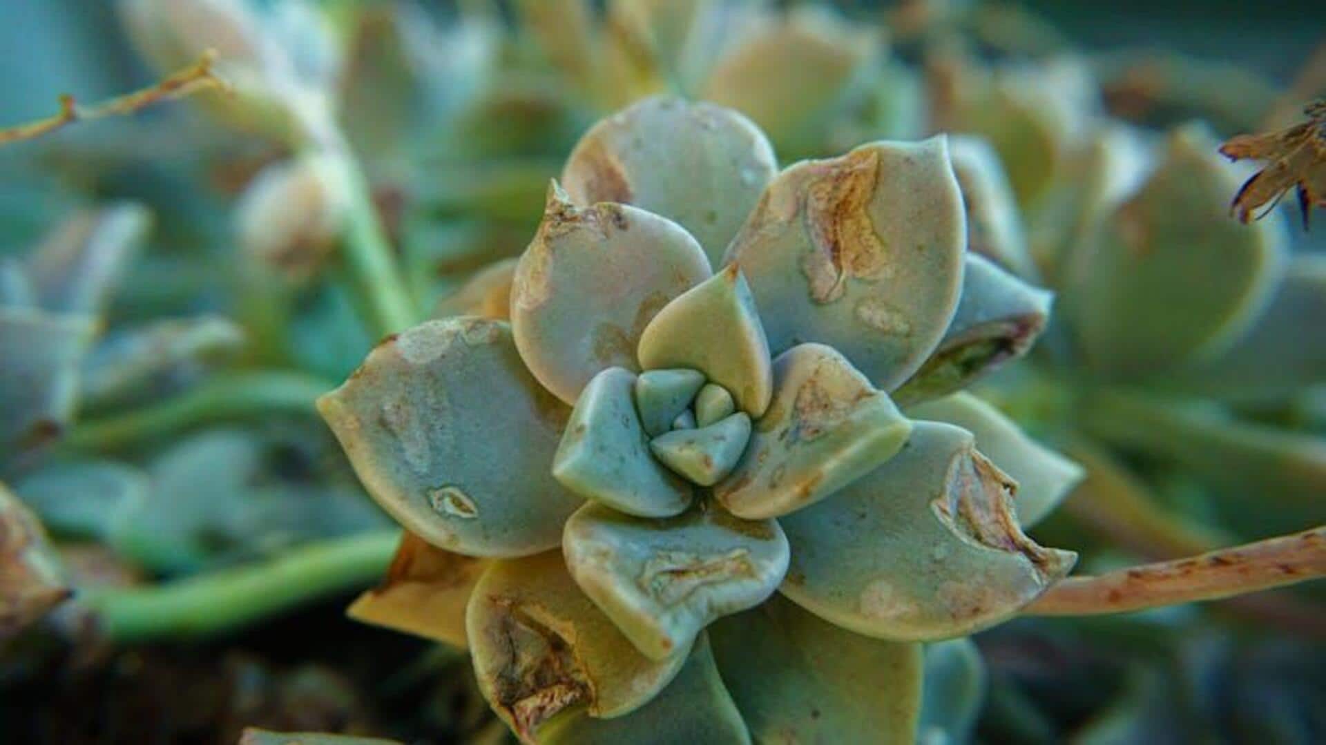 How to create a succulent garden like a pro