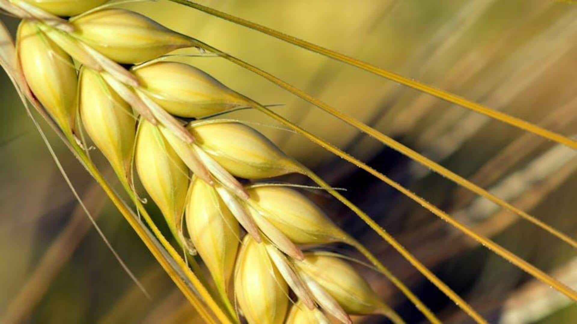 Barley v/s bulgur wheat: Comparing their nutrition