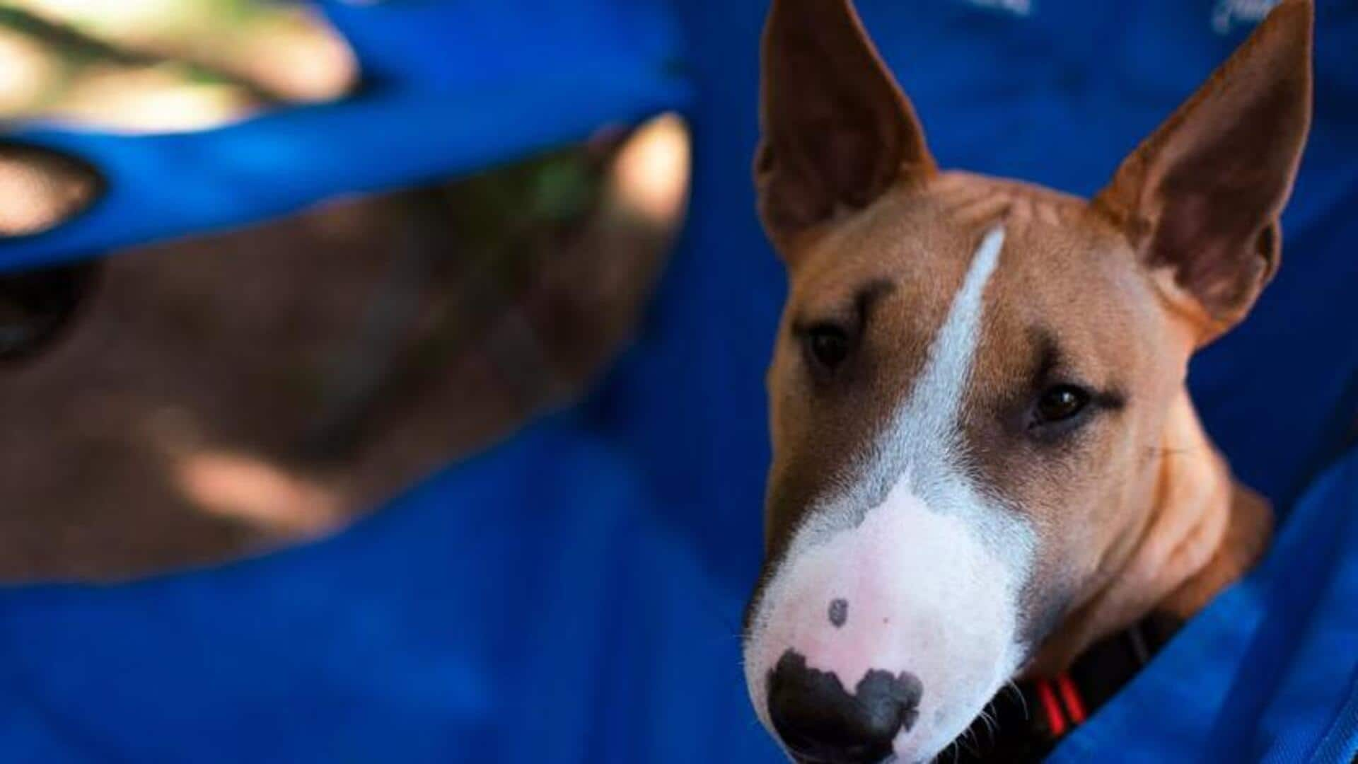 Check out Bull Terrier allergy management essentials