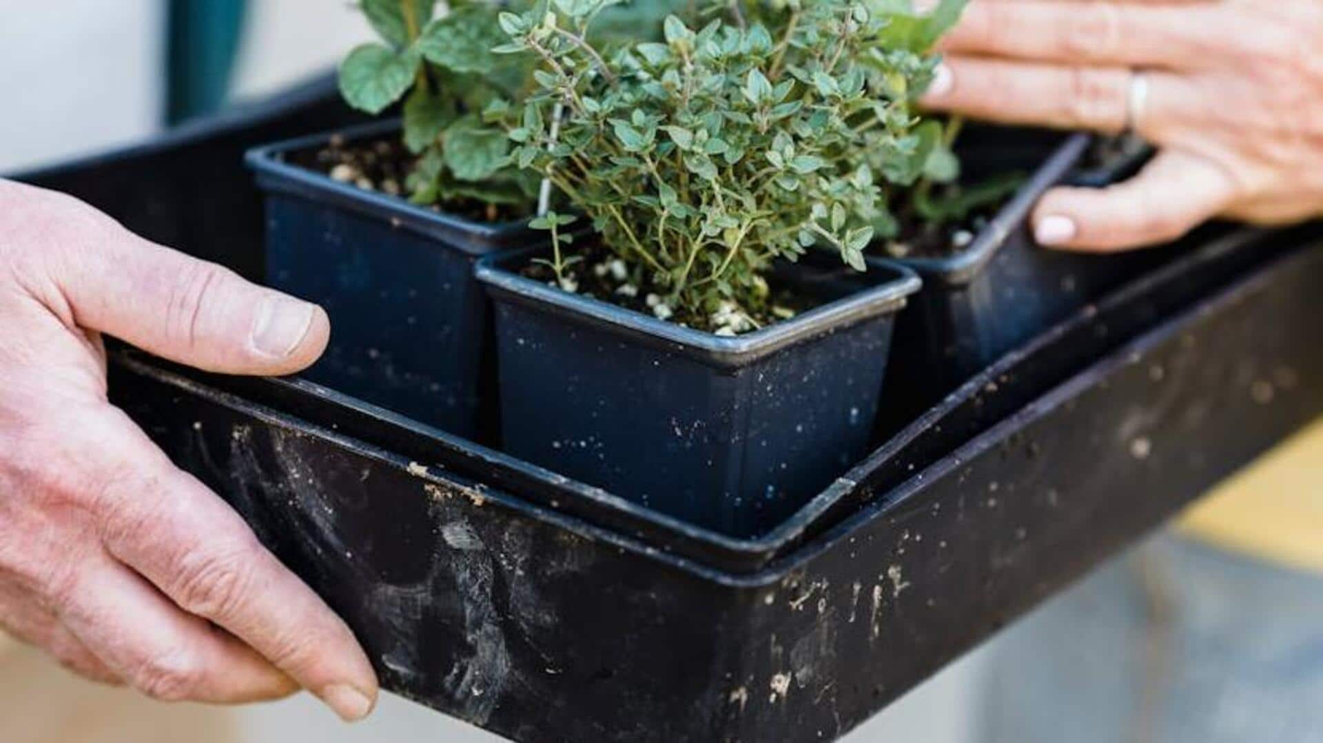 Hosting a lively community plant swap event