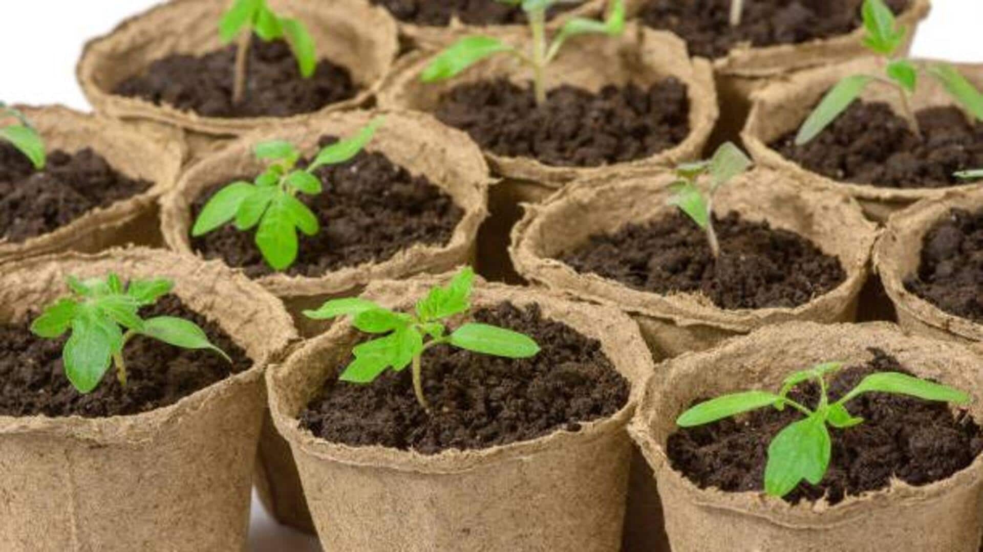 Ditch plastic: Try these biodegradable plant pots Ditch plastic: Try these biodegradable plant pots
