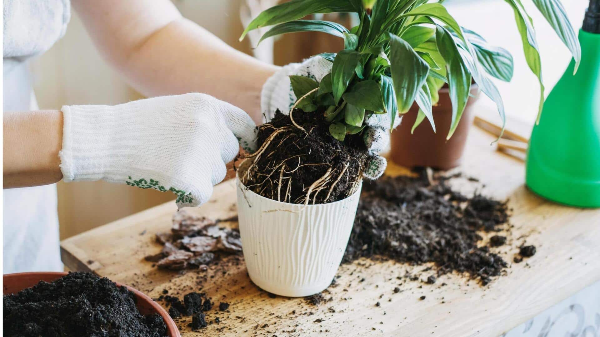 5 signs it's time to repot your houseplant 5 signs it's time to repot your houseplant