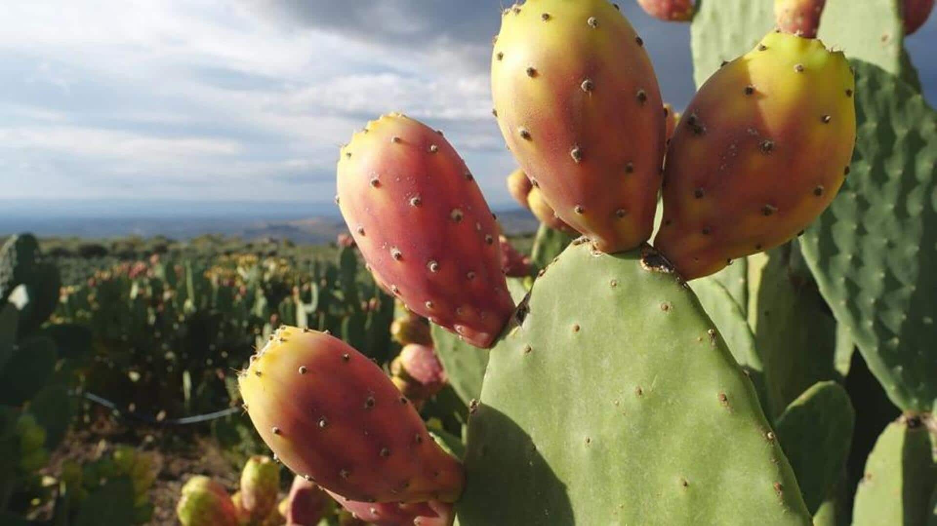 Delicious ways to cook with cactus pear Delicious ways to cook with cactus pear