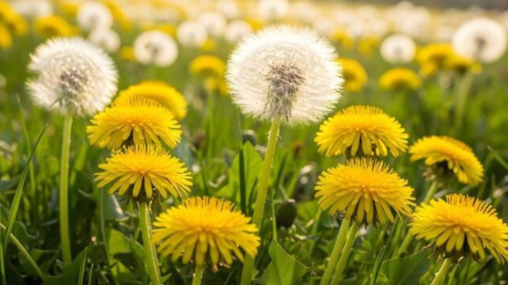 Try these recipes using dandelion leaves