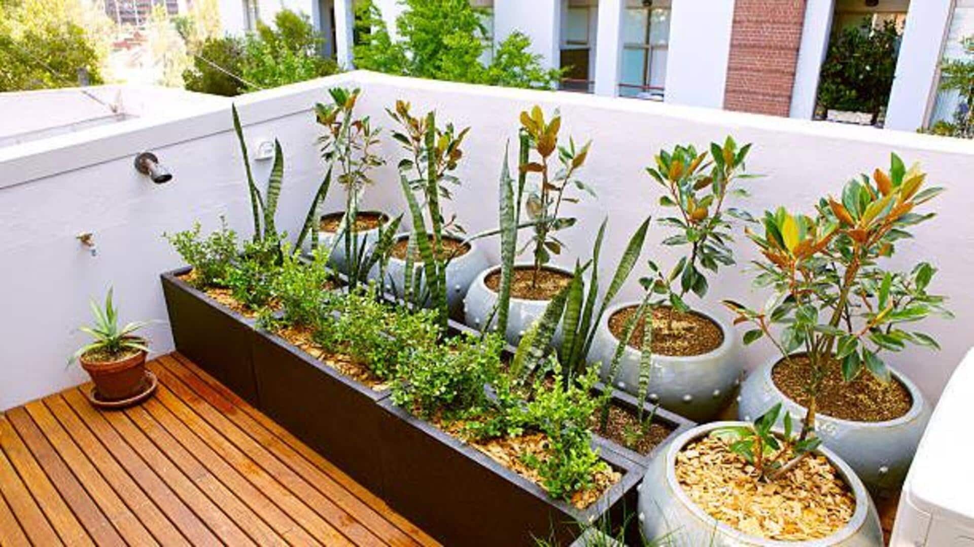 How to avoid over-fertilizing your indoor herbs 