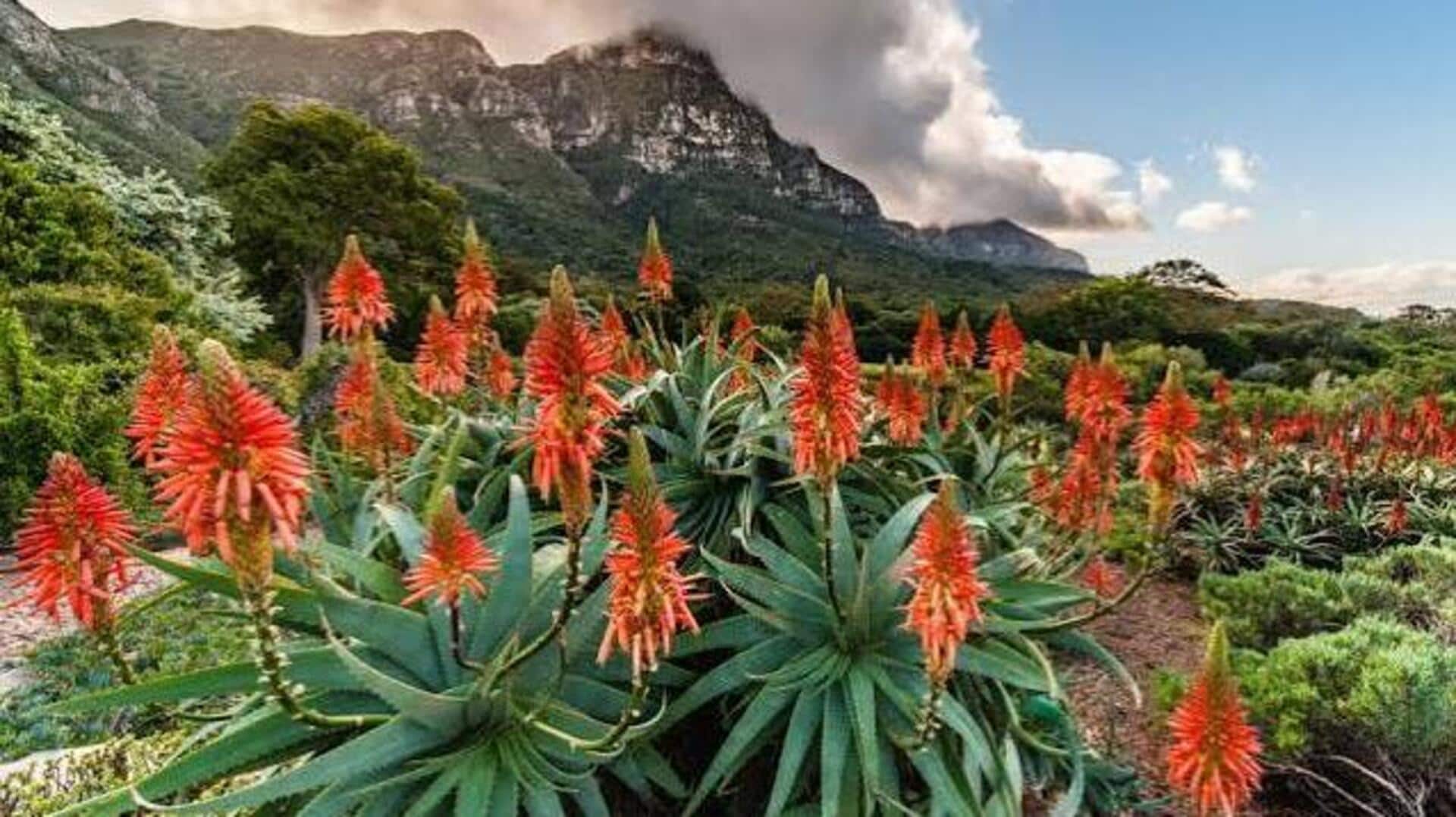 You must visit these peaceful gardens in Africa
