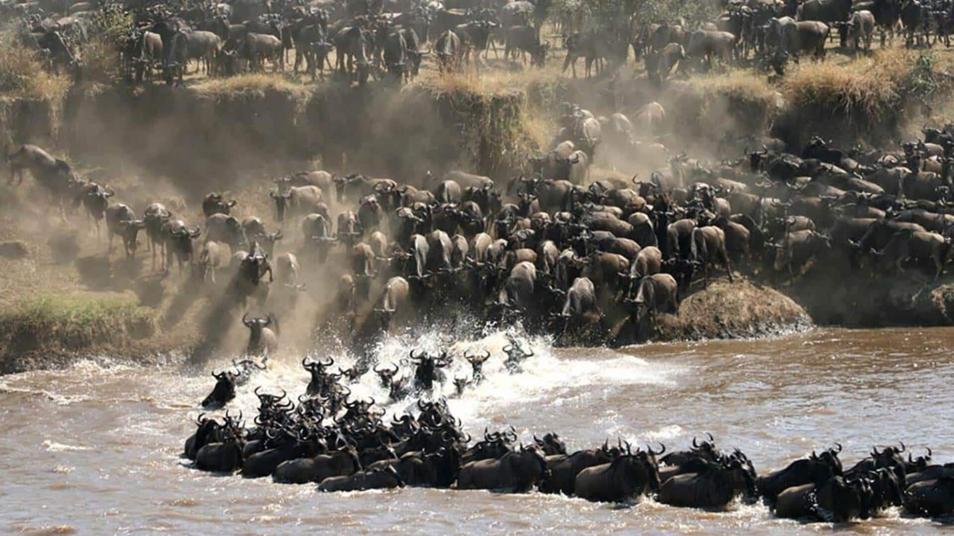 Witness the great migration in Serengeti, Tanzania