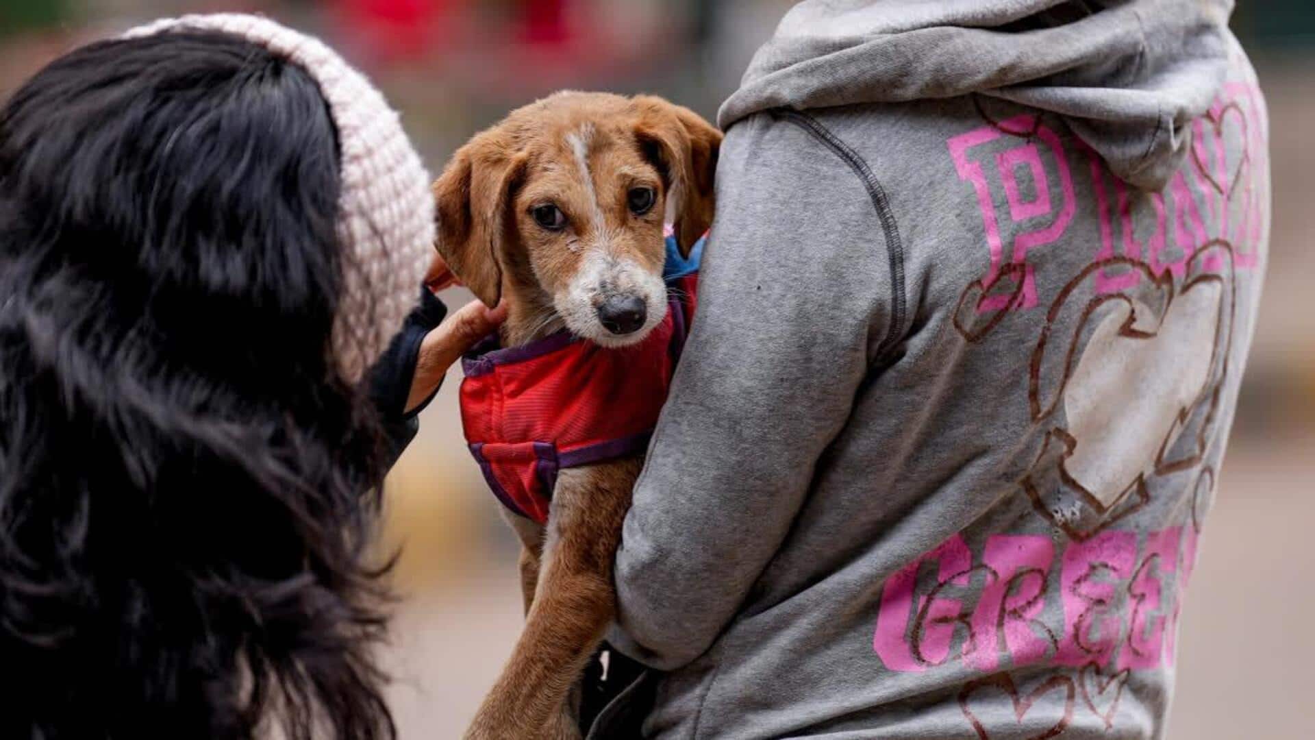 'Why not adopt orphans on streets?': SC to dog lover