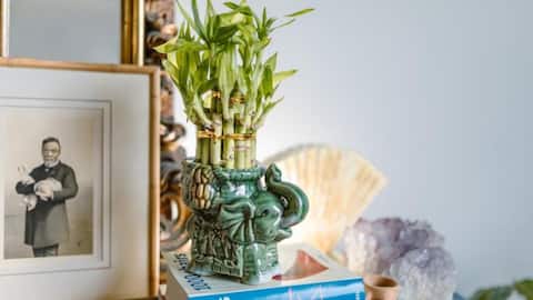 5 Feng Shui plants to enhance your space