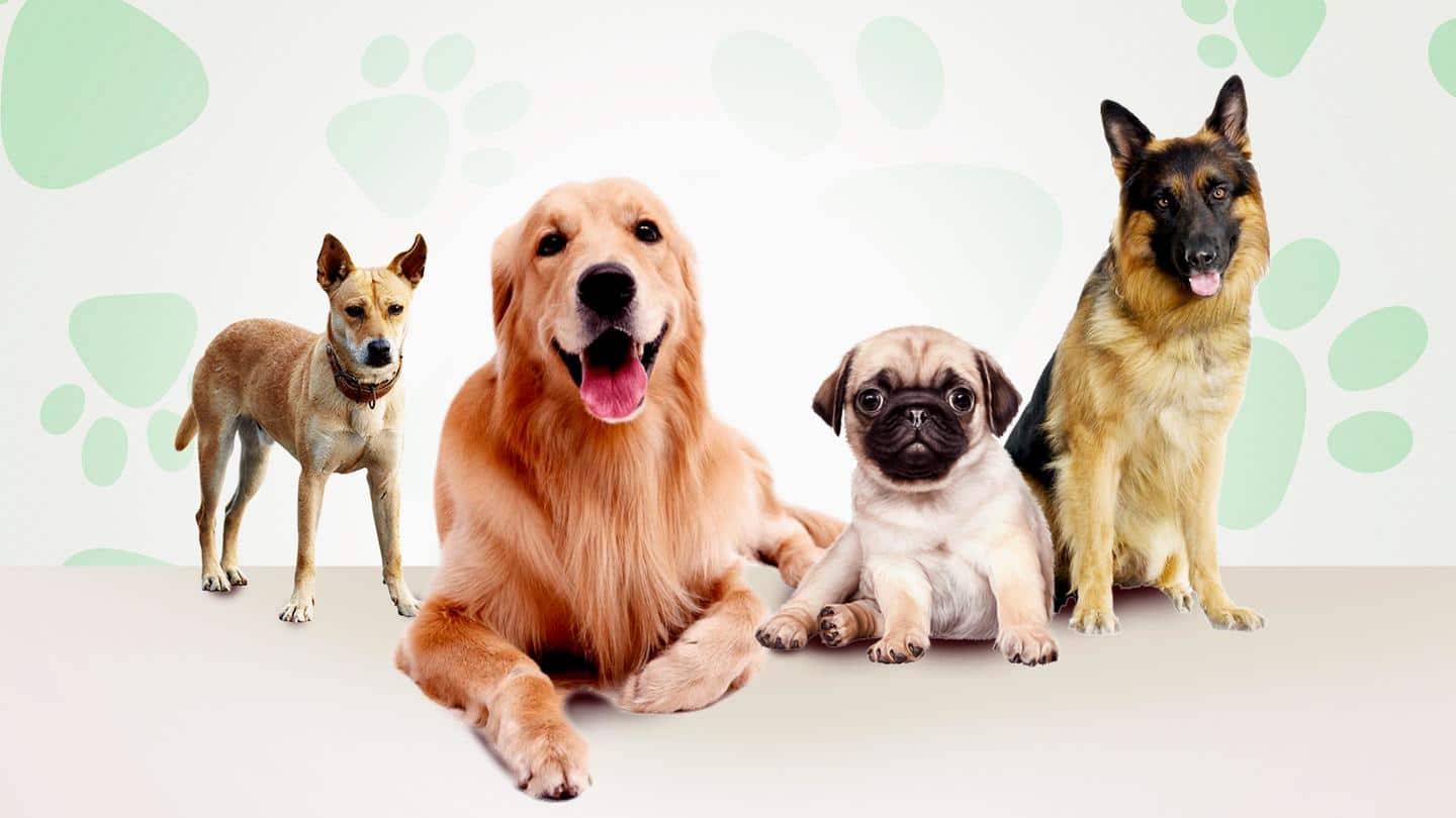 5 dog breeds best suited for Indian climate