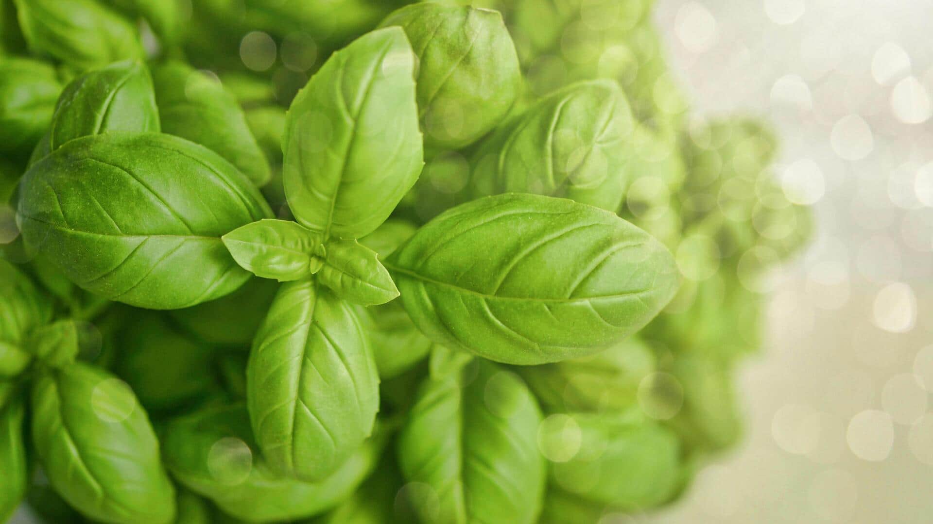 Why basil deserves a spot in every kitchen and garden