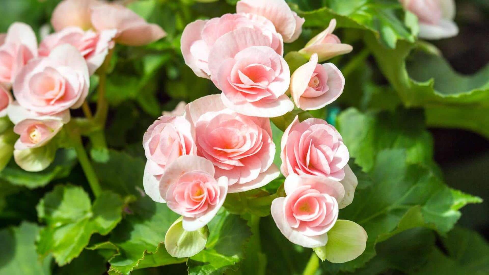 How to grow begonias at home