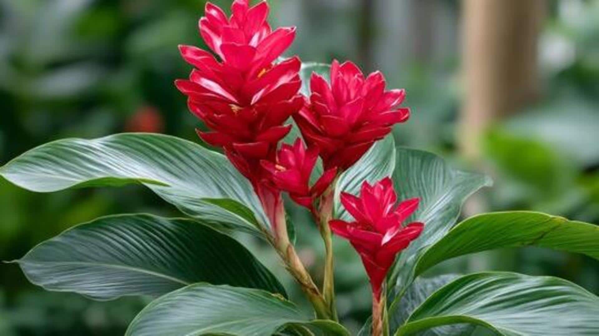 Try these recipes using ginger lily