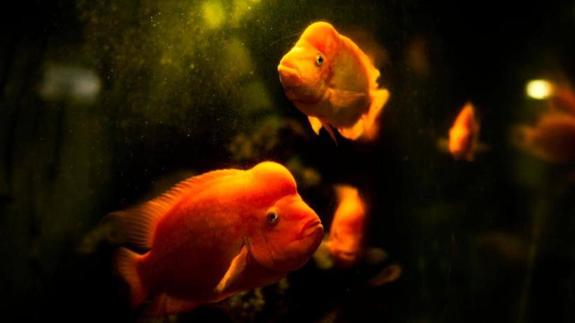 Goldfish memory: Debunking popular myths