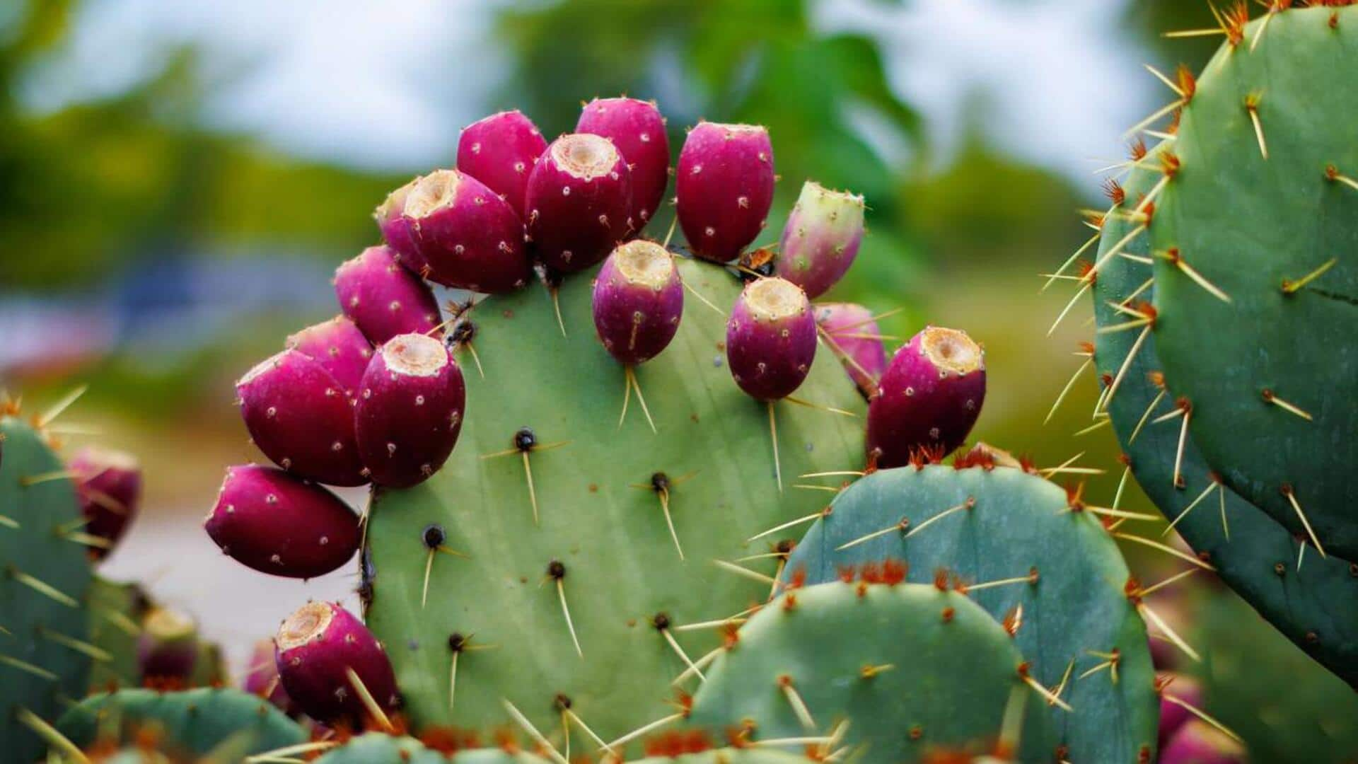 Cactus pear: A fruit packed with antioxidants