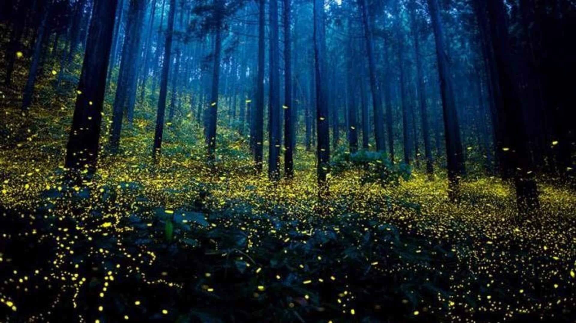 Discovering Tena's enchanting firefly sanctuaries, Ecuador