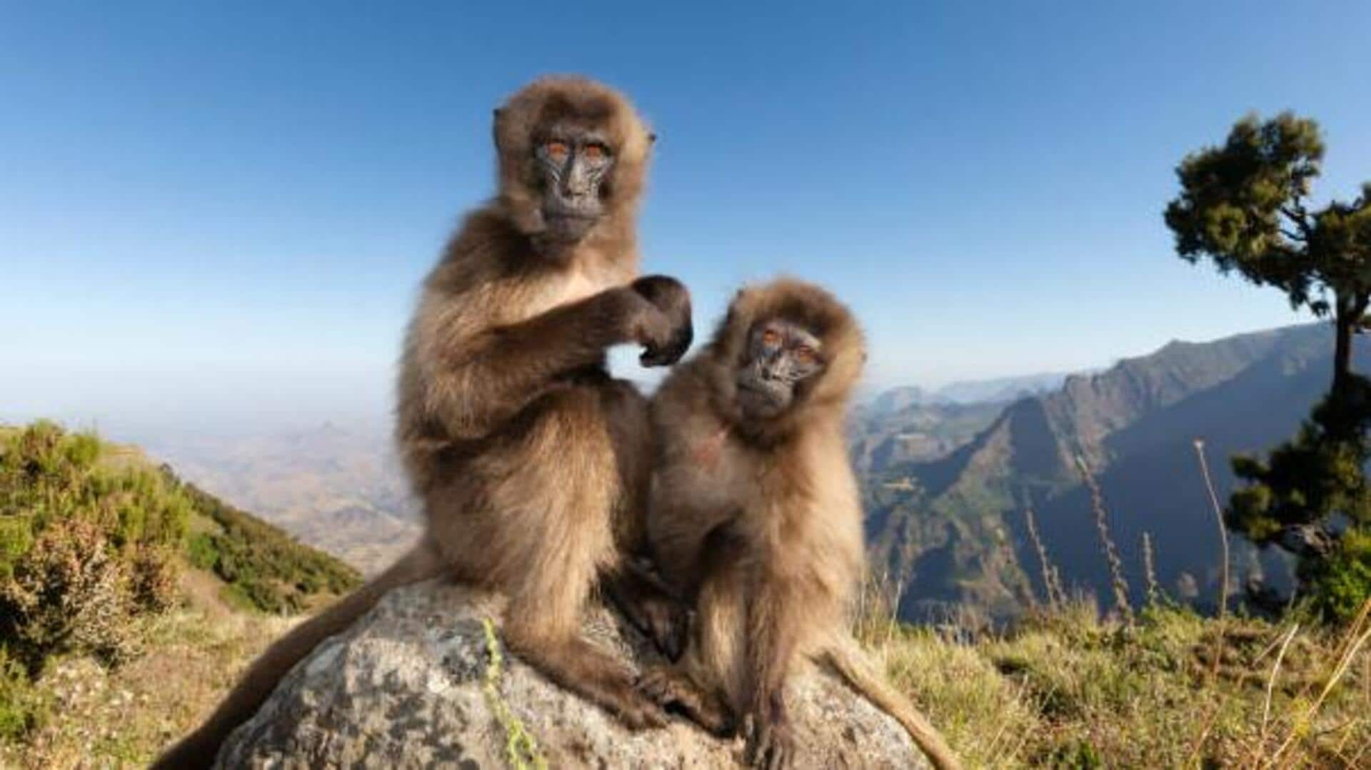 Trekking to see Ethiopia's Simien Mountains geladas