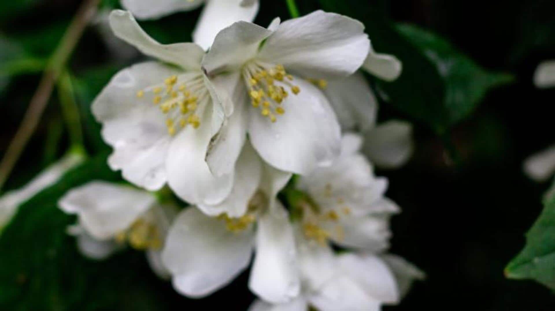 How to grow fragrant jasmine at home How to grow fragrant jasmine at home
