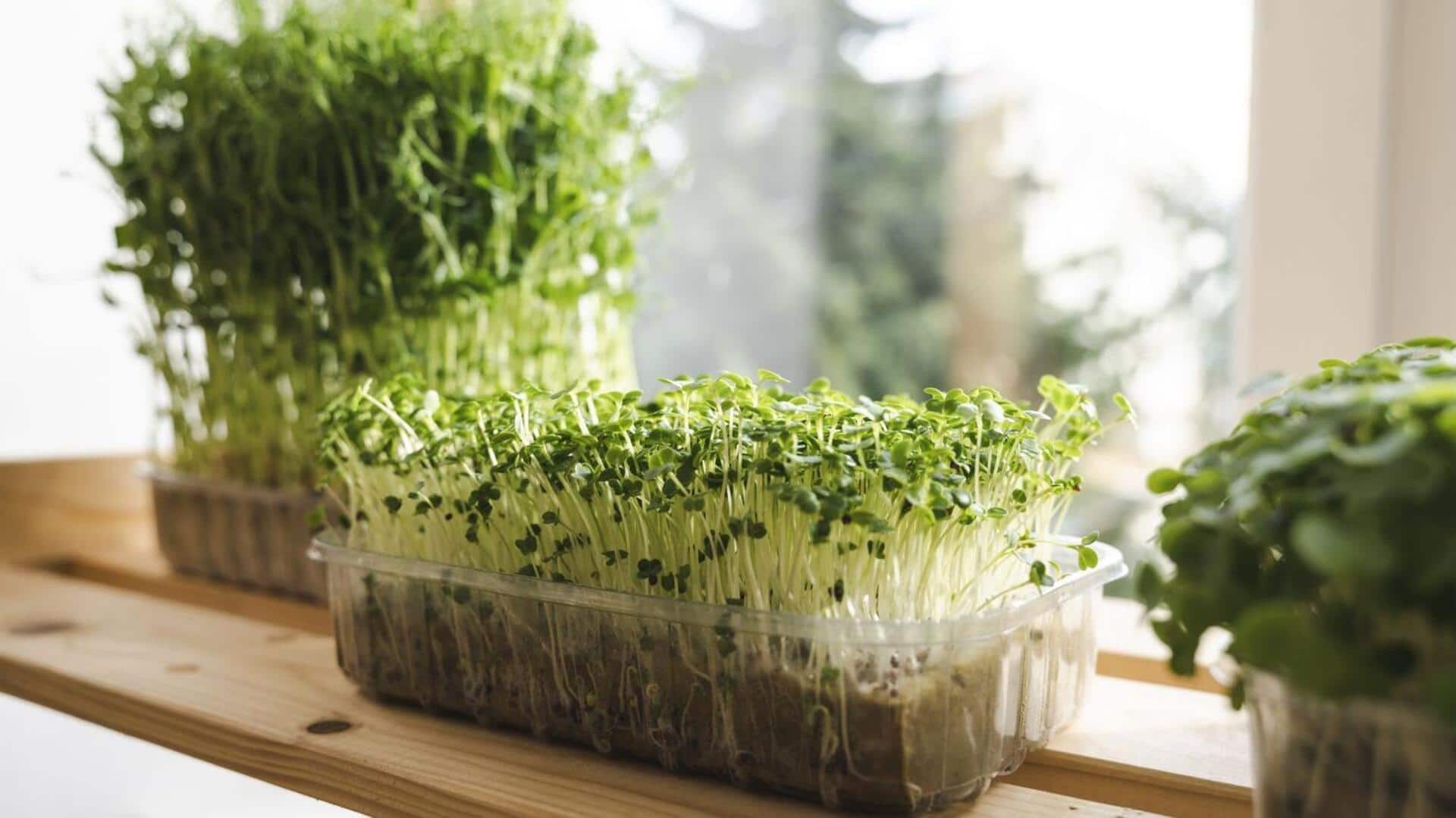 How to grow microgreens at home How to grow microgreens at home