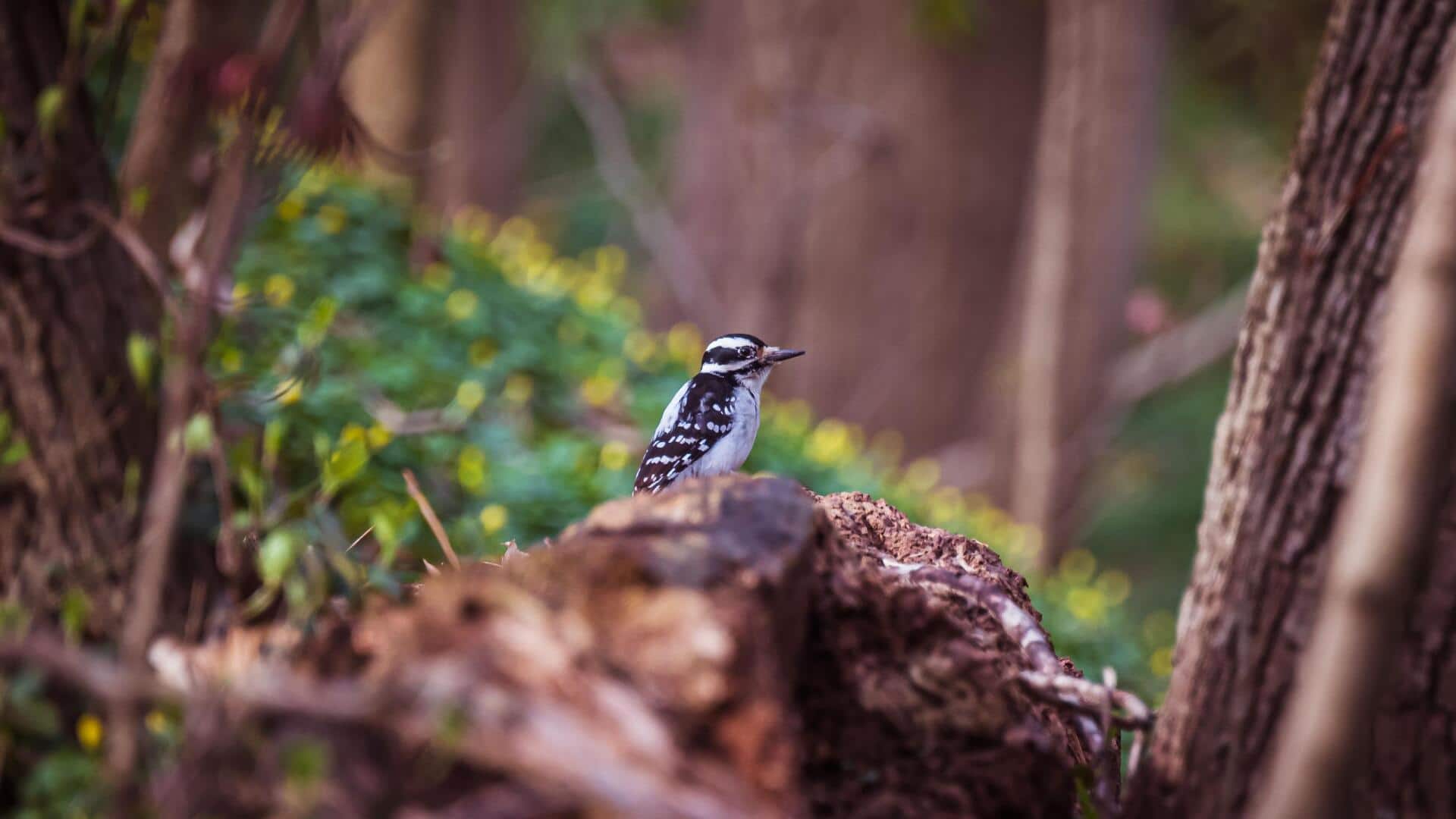 Turn birdwatching into a relaxing ritual