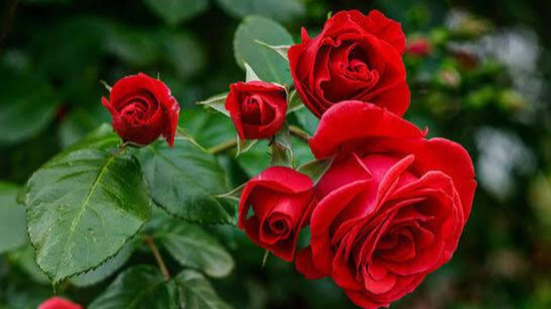 Growing roses? Pair them with these plants 