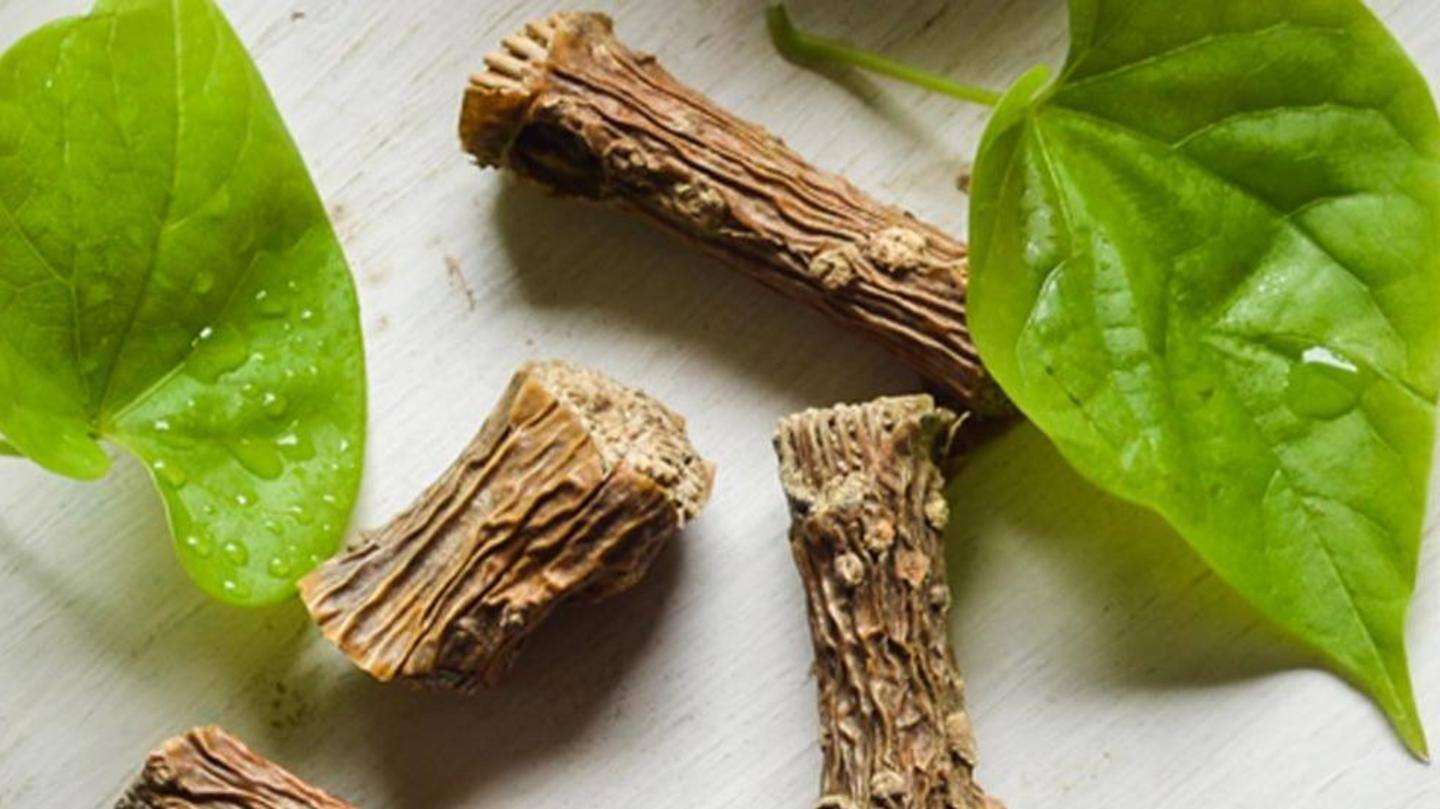 Giloy is an immunomodulator that is used in Ayurveda products Giloy is an immunomodulator that is used in Ayurveda products