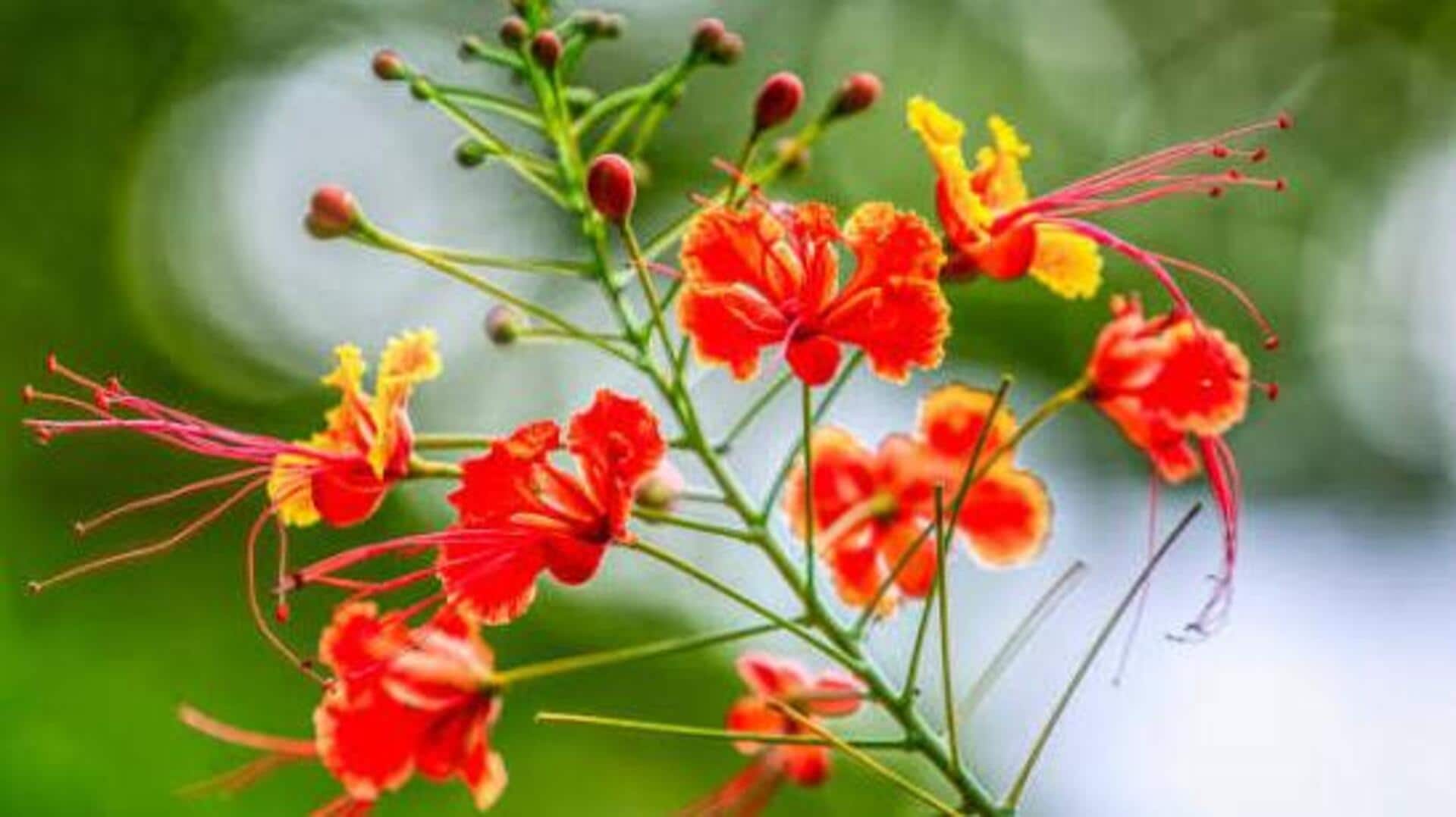 Ever heard of peacock flower?