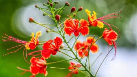 Ever heard of peacock flower?