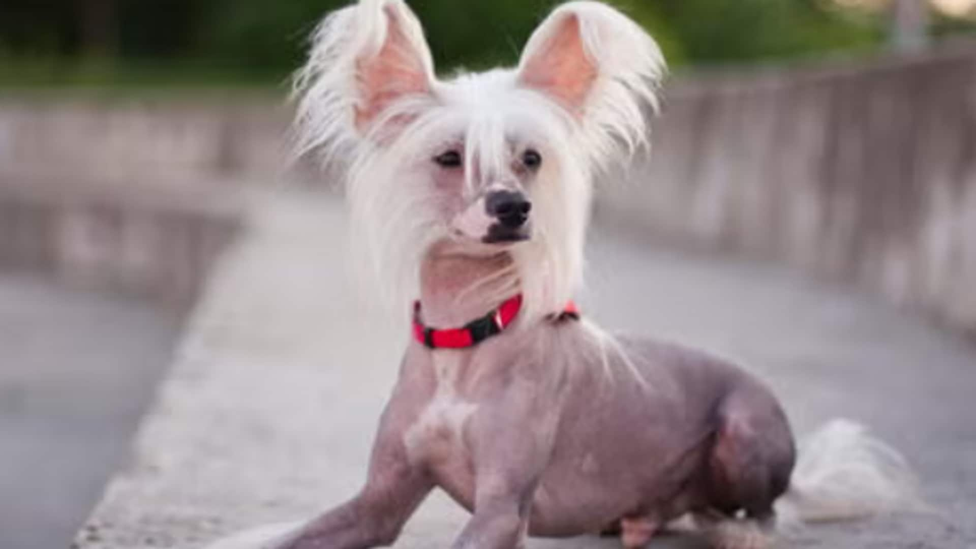 Essential skin care tips for Chinese Crested dogs