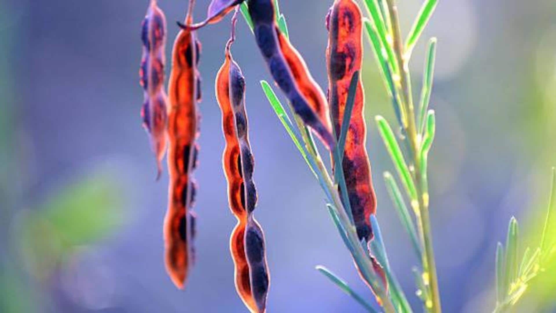 Forget chia: Wattleseed is the next big superfood