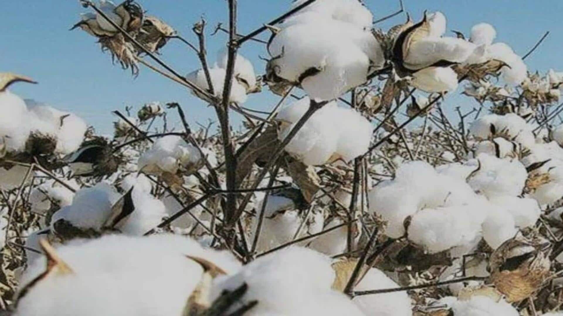No customs duty on cotton imports till October 31